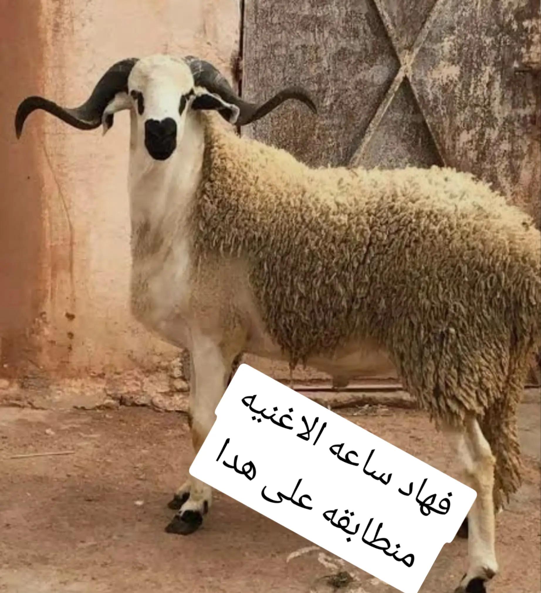 @fatia