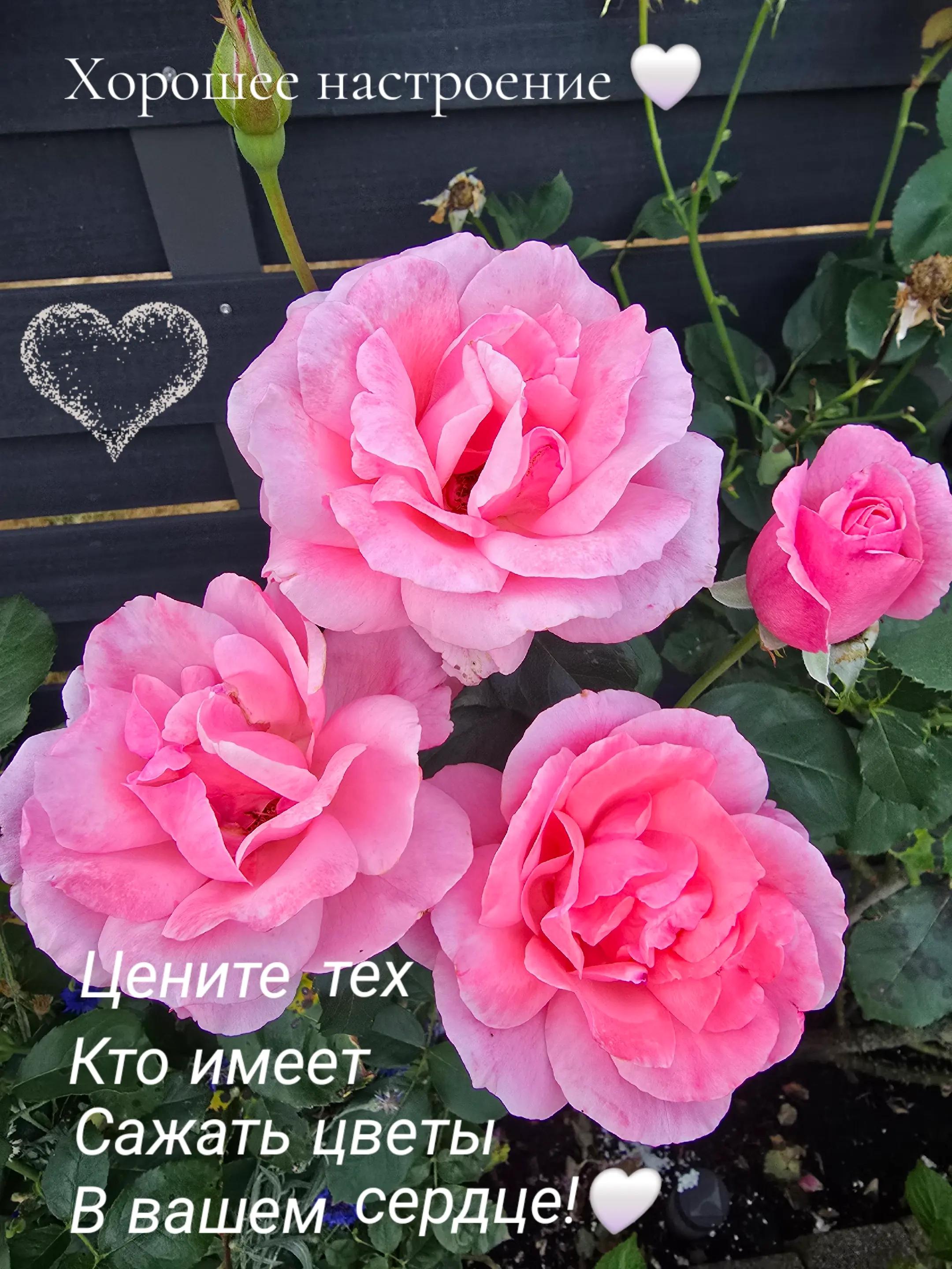 @Grigoryan