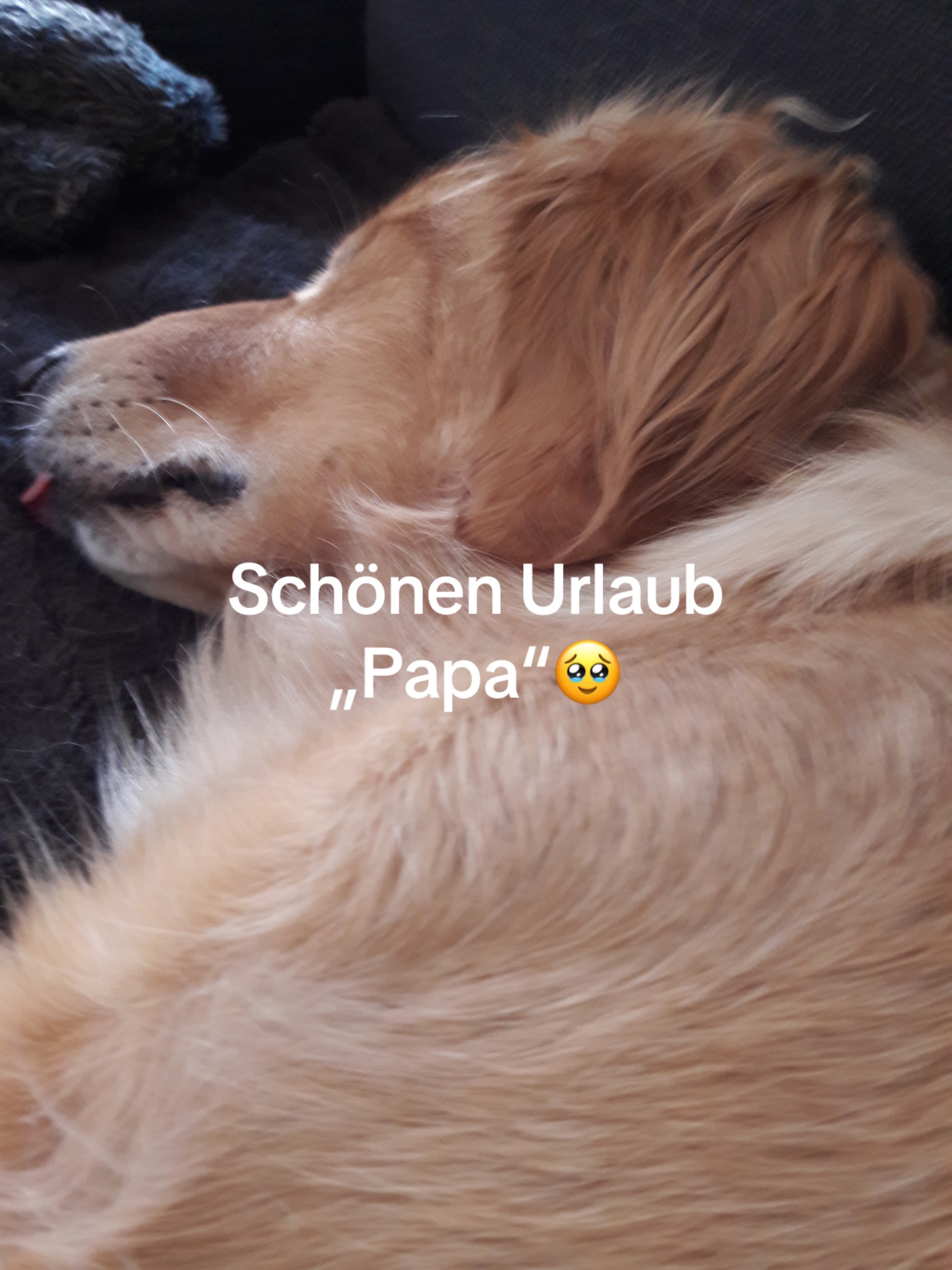 @Manuel,Aslan&Eddie🐾❤️