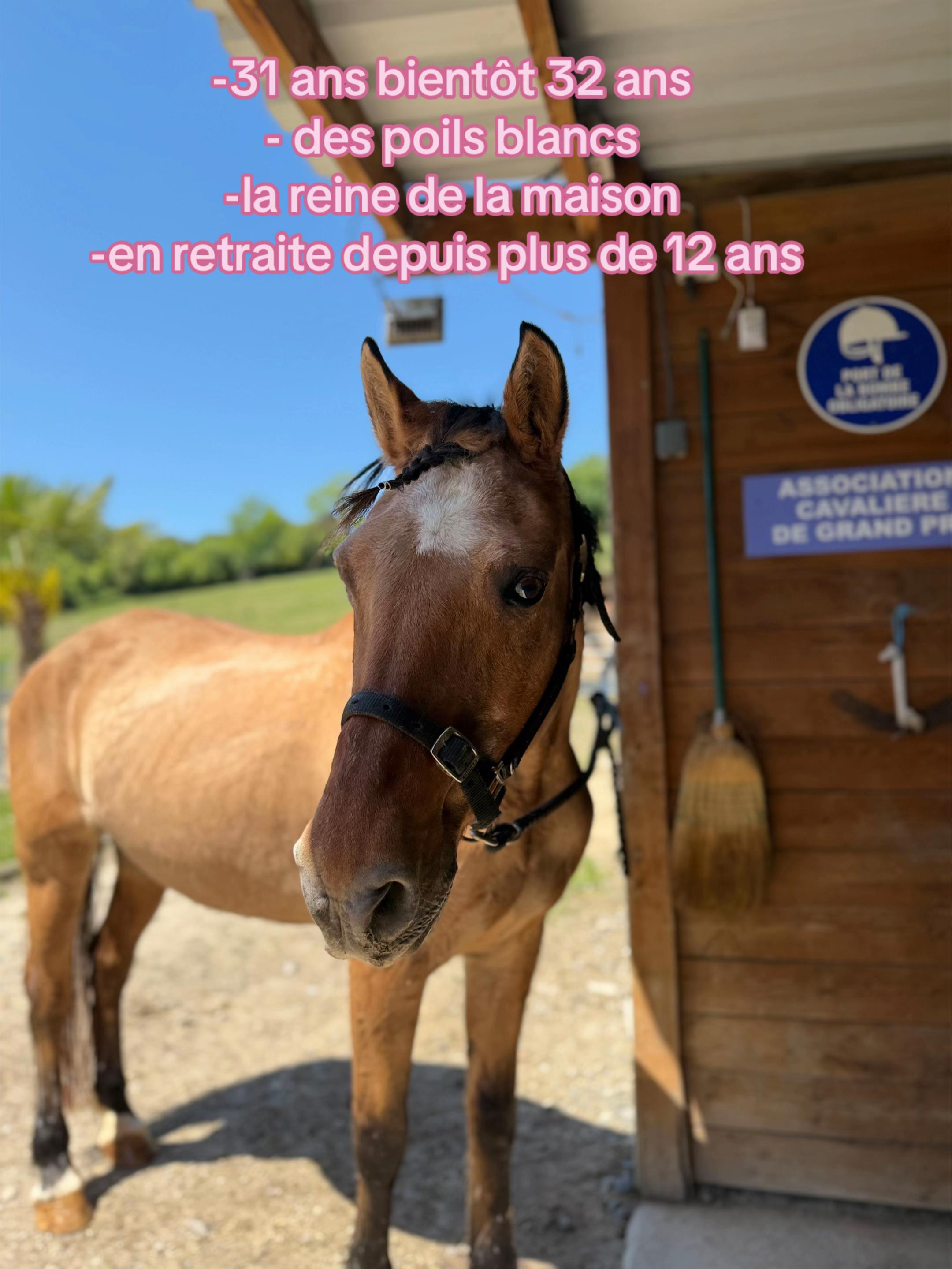 @Cavalière de Grand Pré 🎠