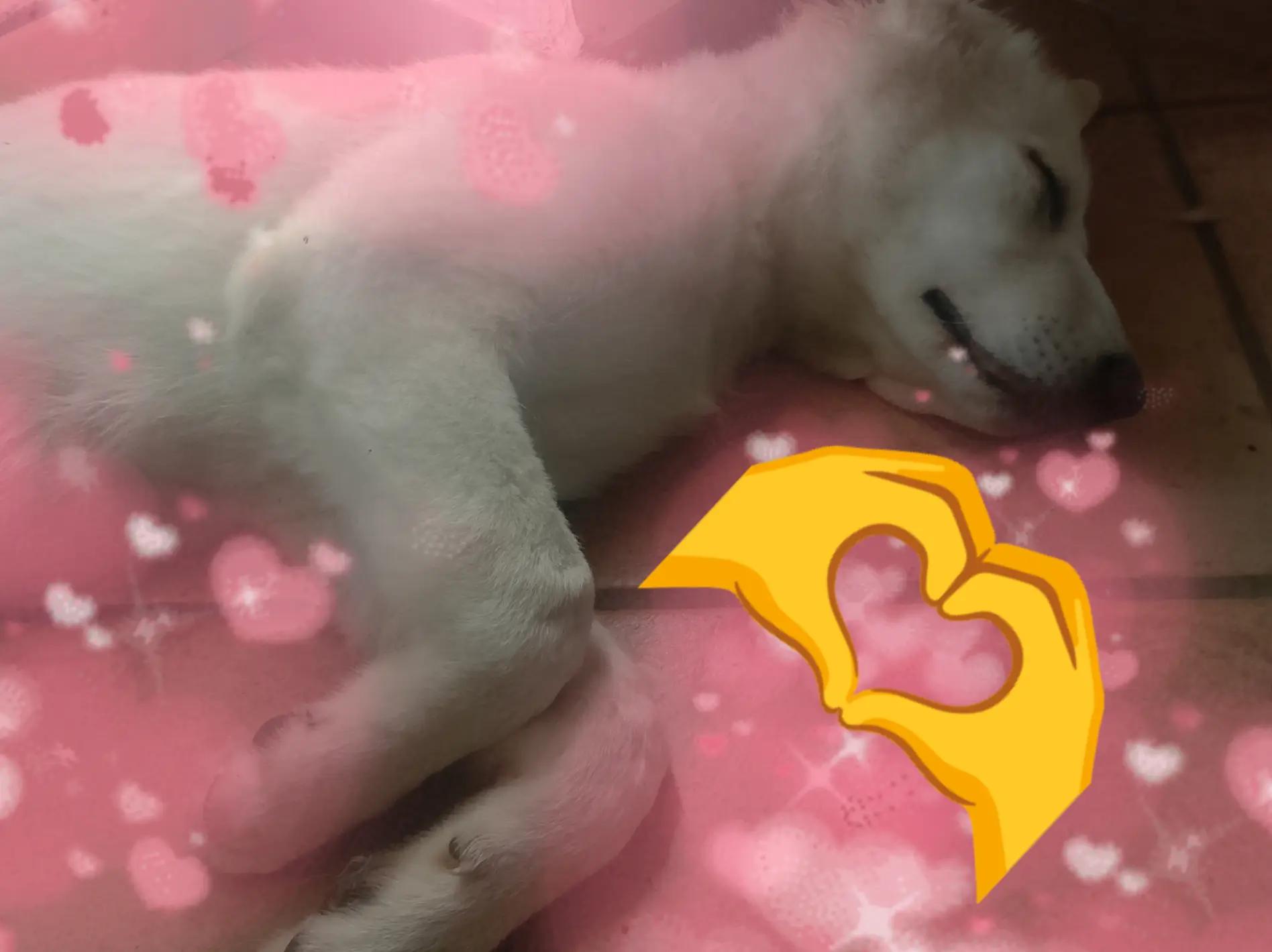 @lele