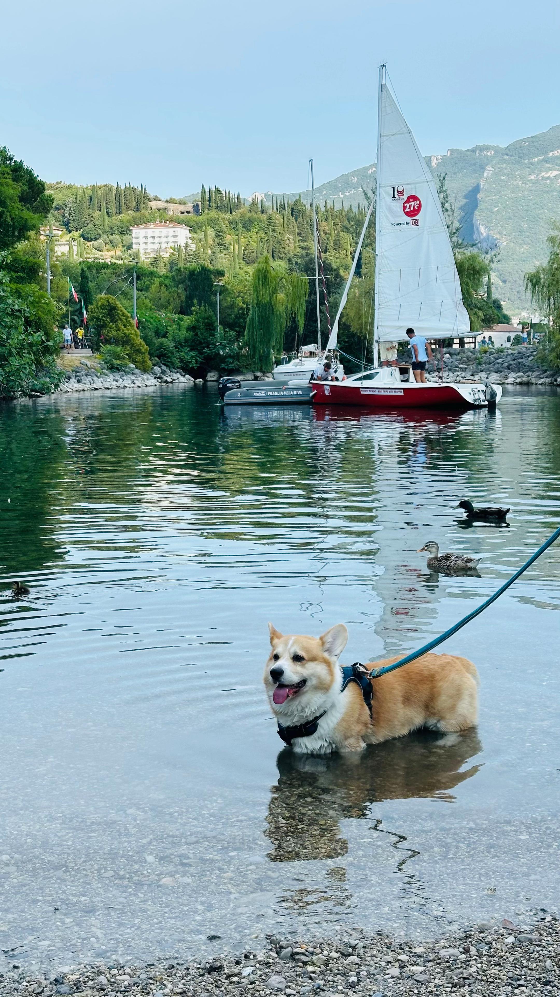@Cheddar the Corgi