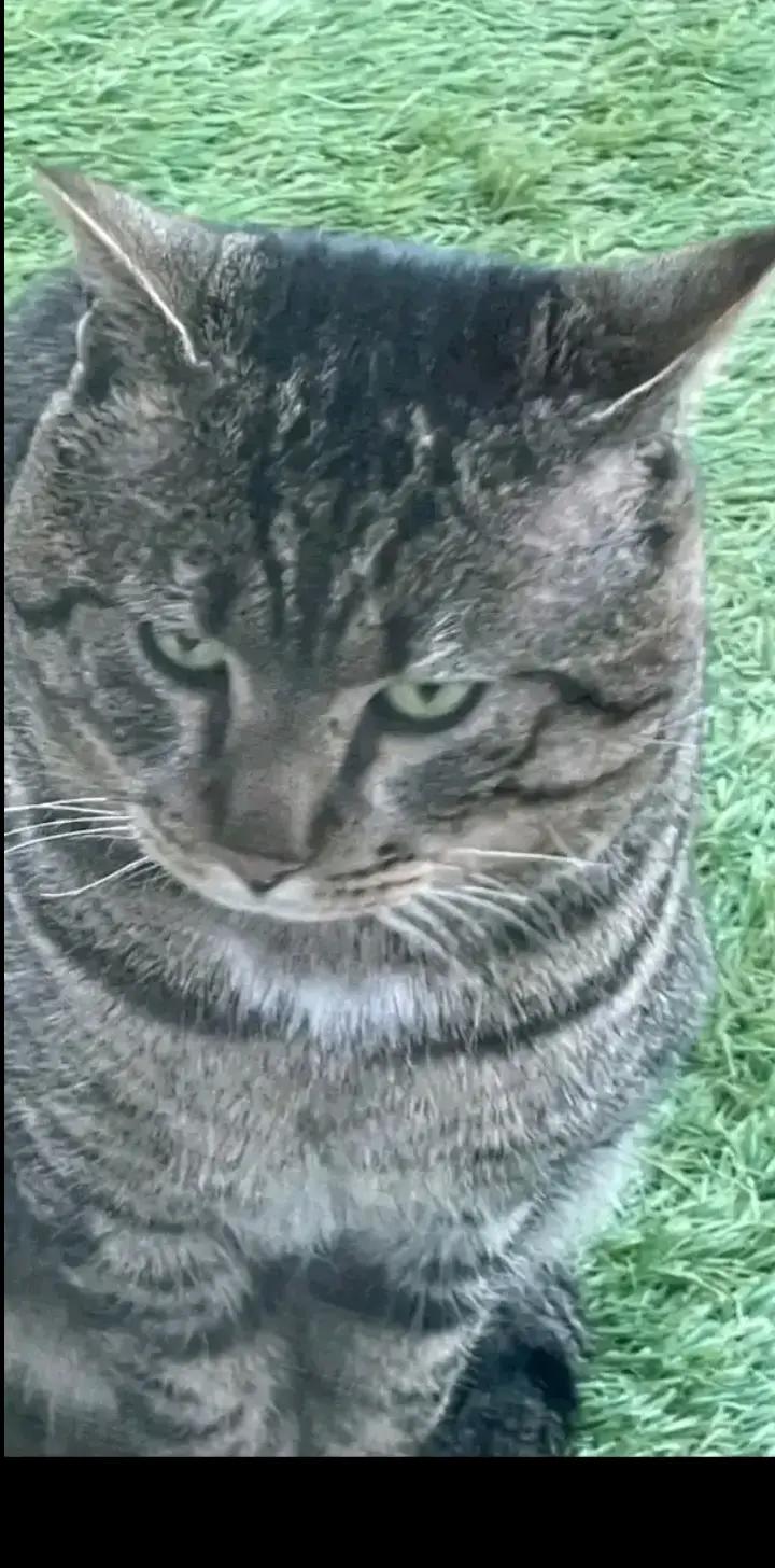 @RAP CAT