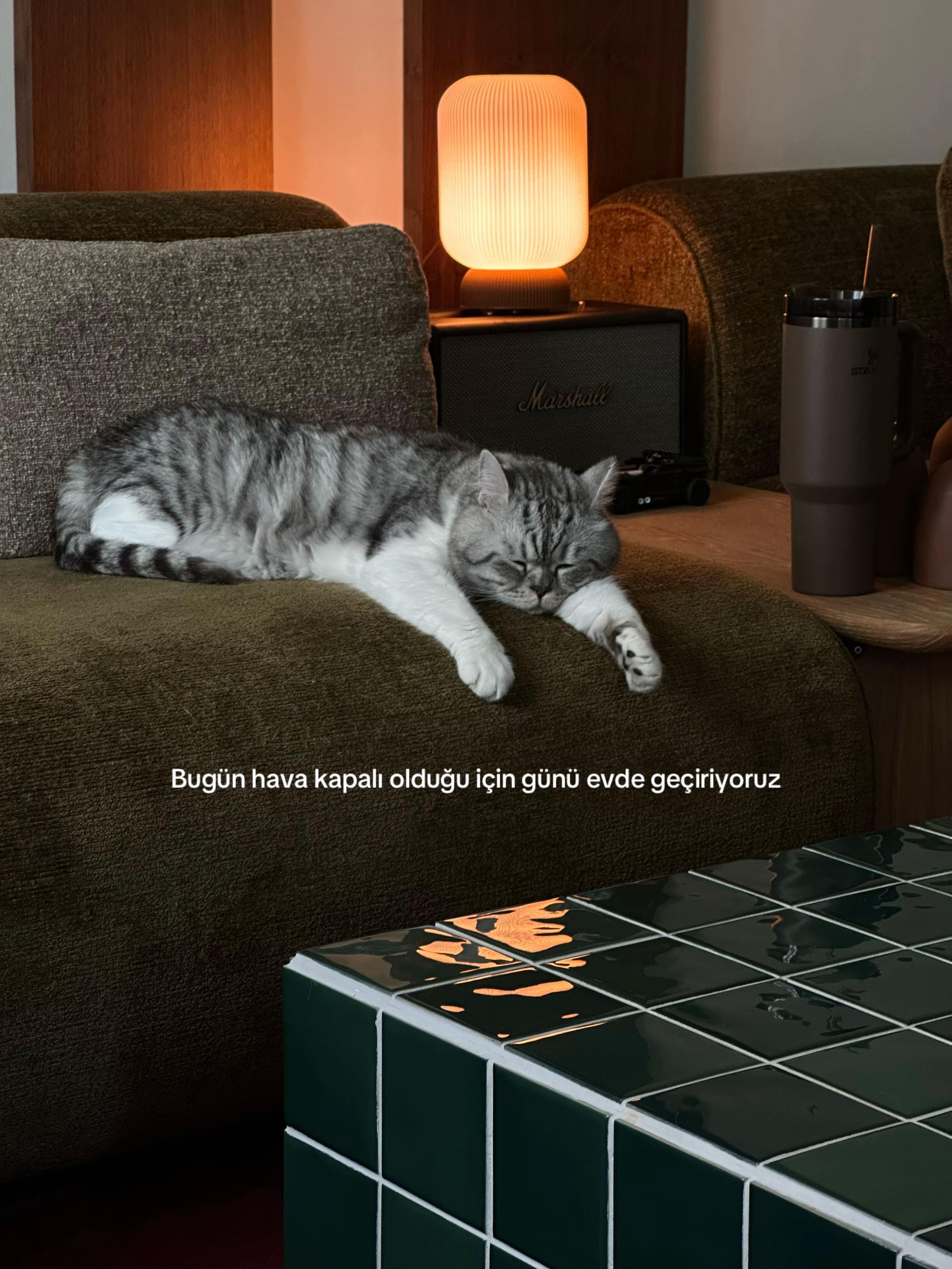 @Talat AKIL