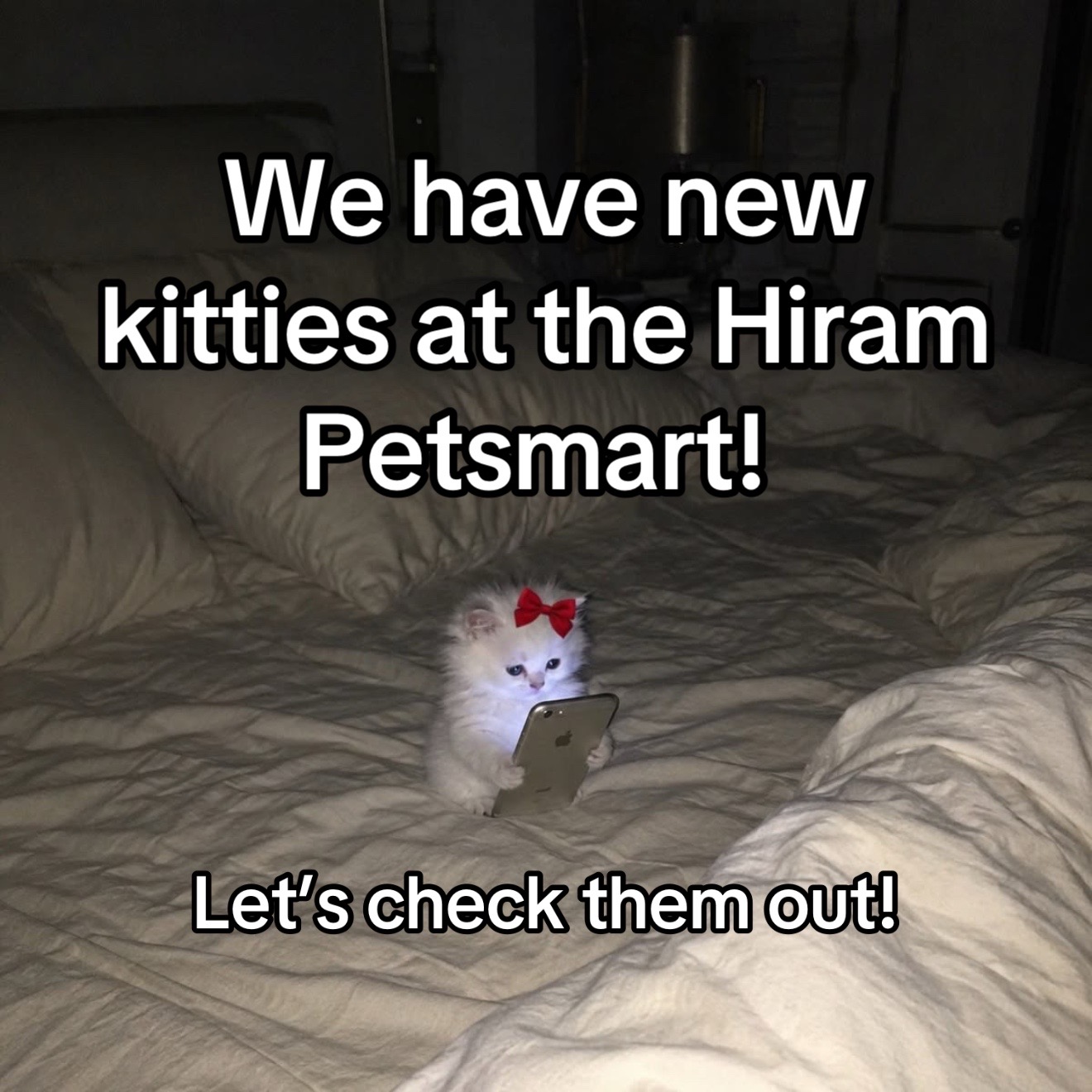 @KittyAngelRescue