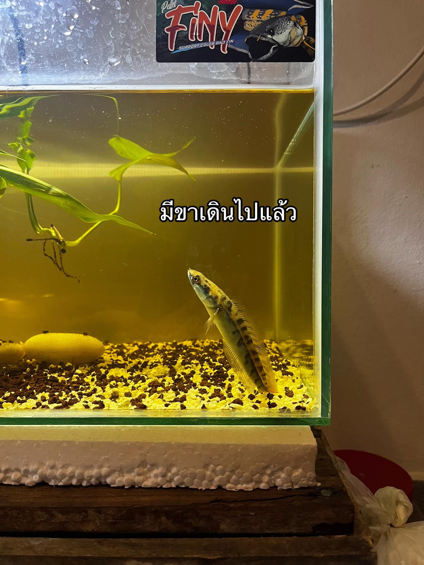 @ต้นต้นรถเป็นไร⚡️