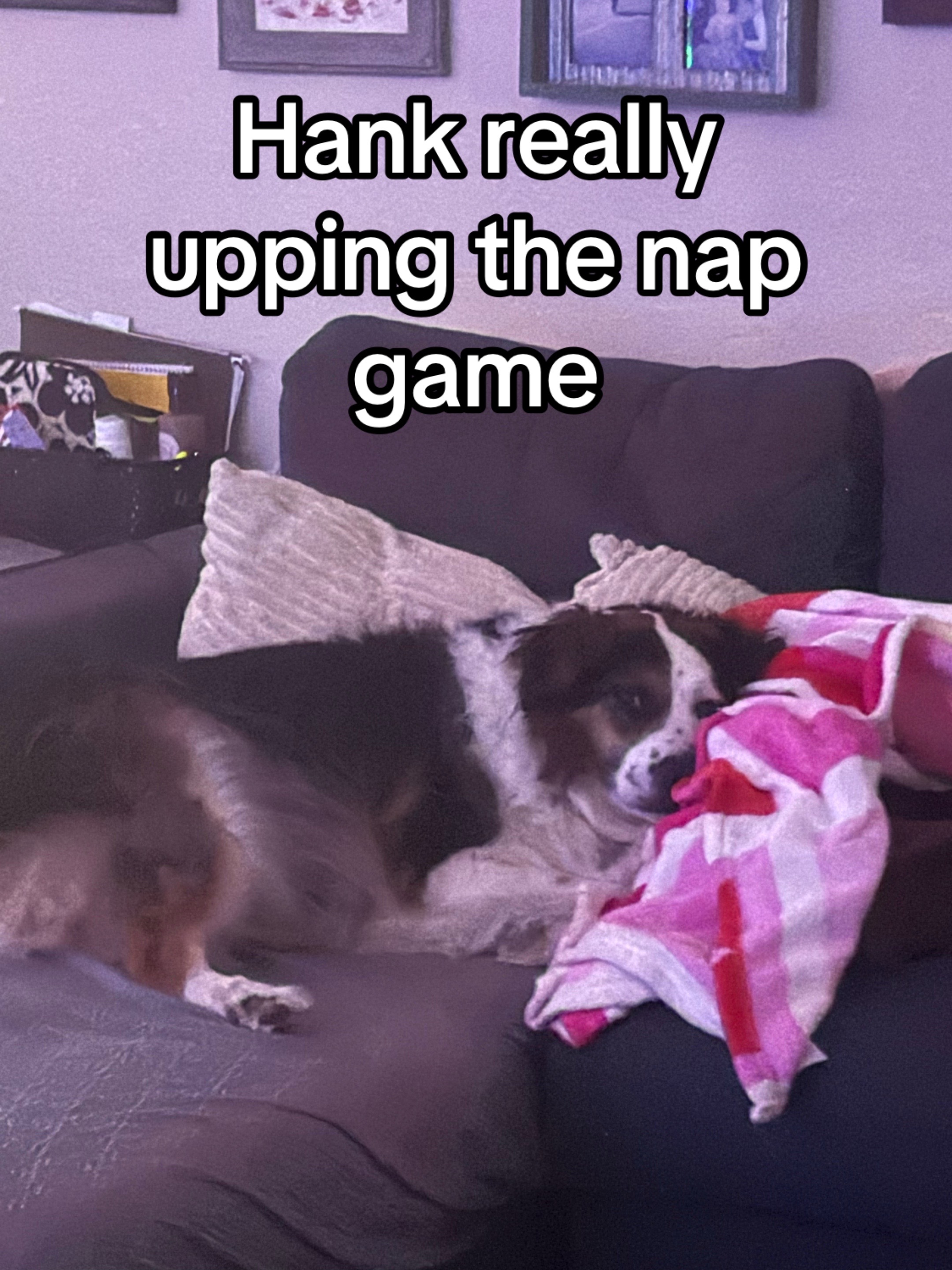 @hankanddollyrescuedogs