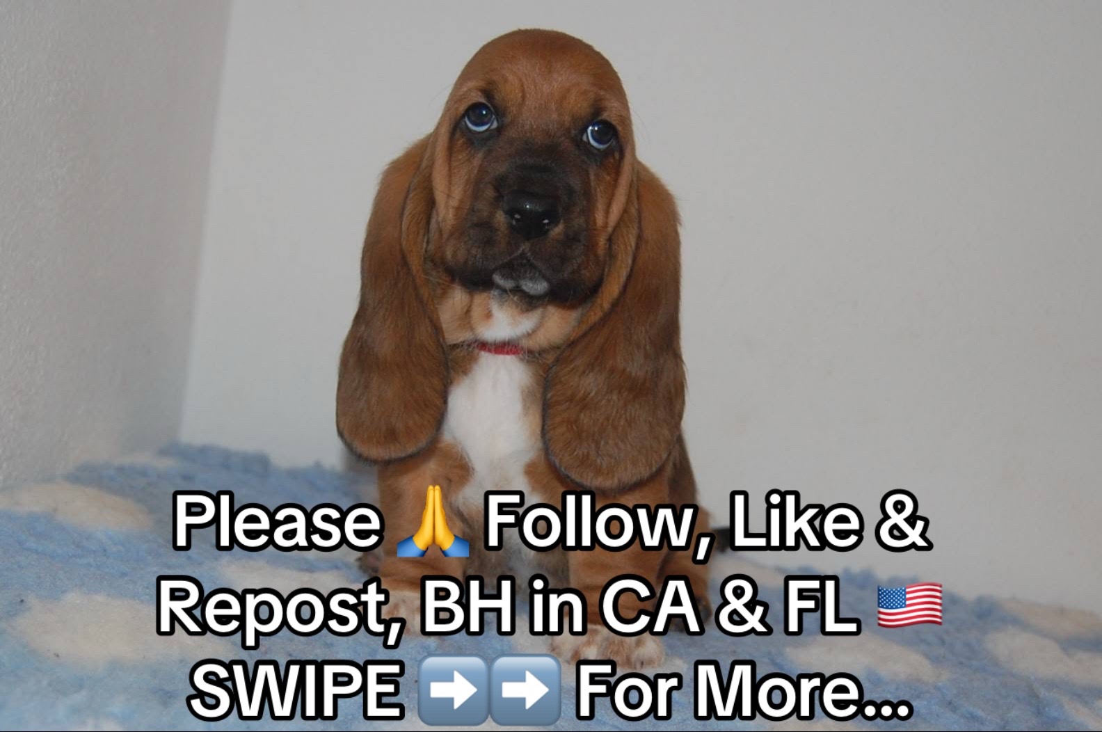 @Home Of All Basset Hound Pups