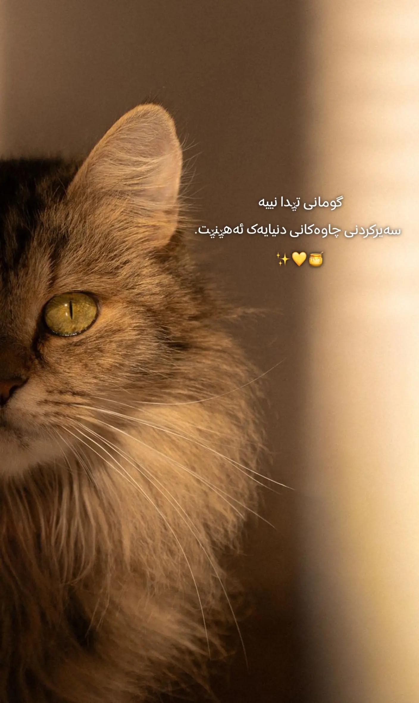 @تیـانـا❤🐈