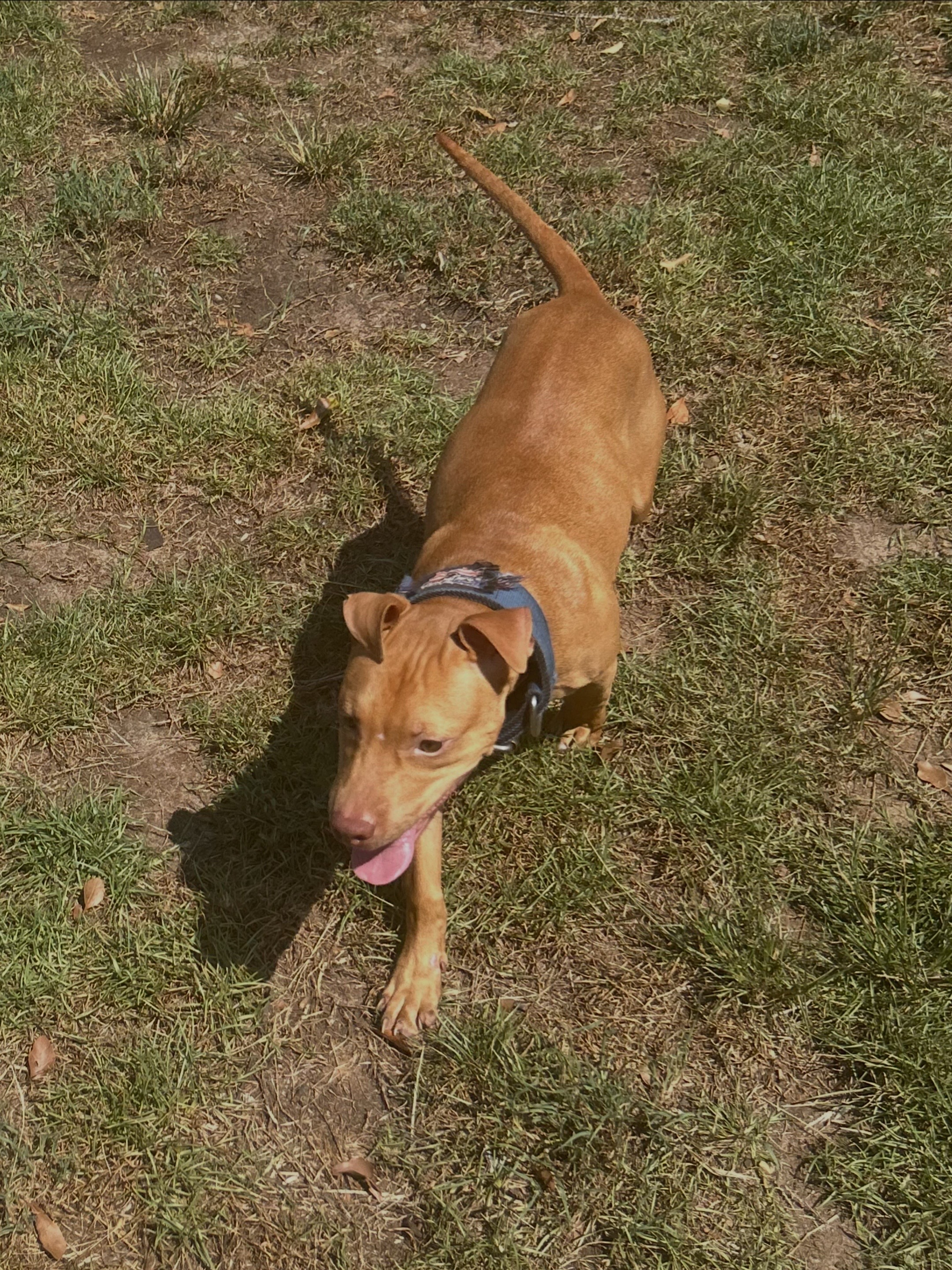 @Real Country Kennels