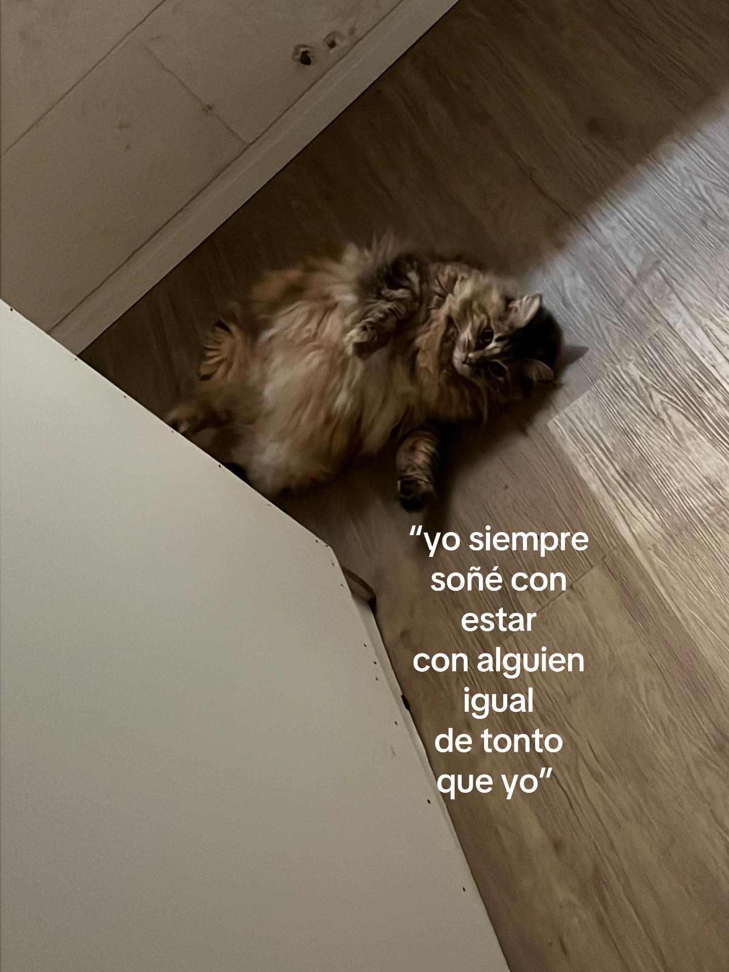 @mel riki&rsquo;s gf ⋆. 𐙚 ˚