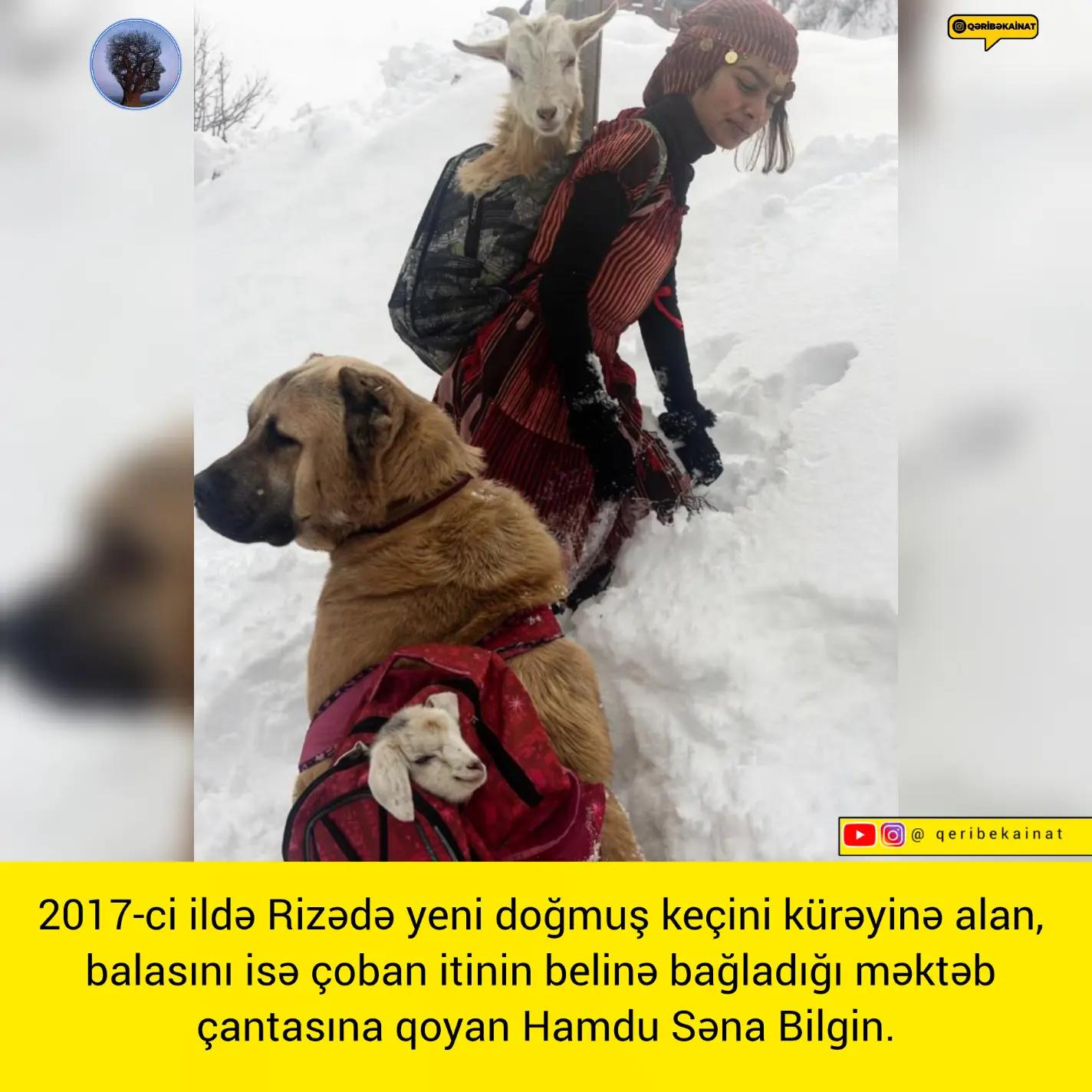 @qeribekainat