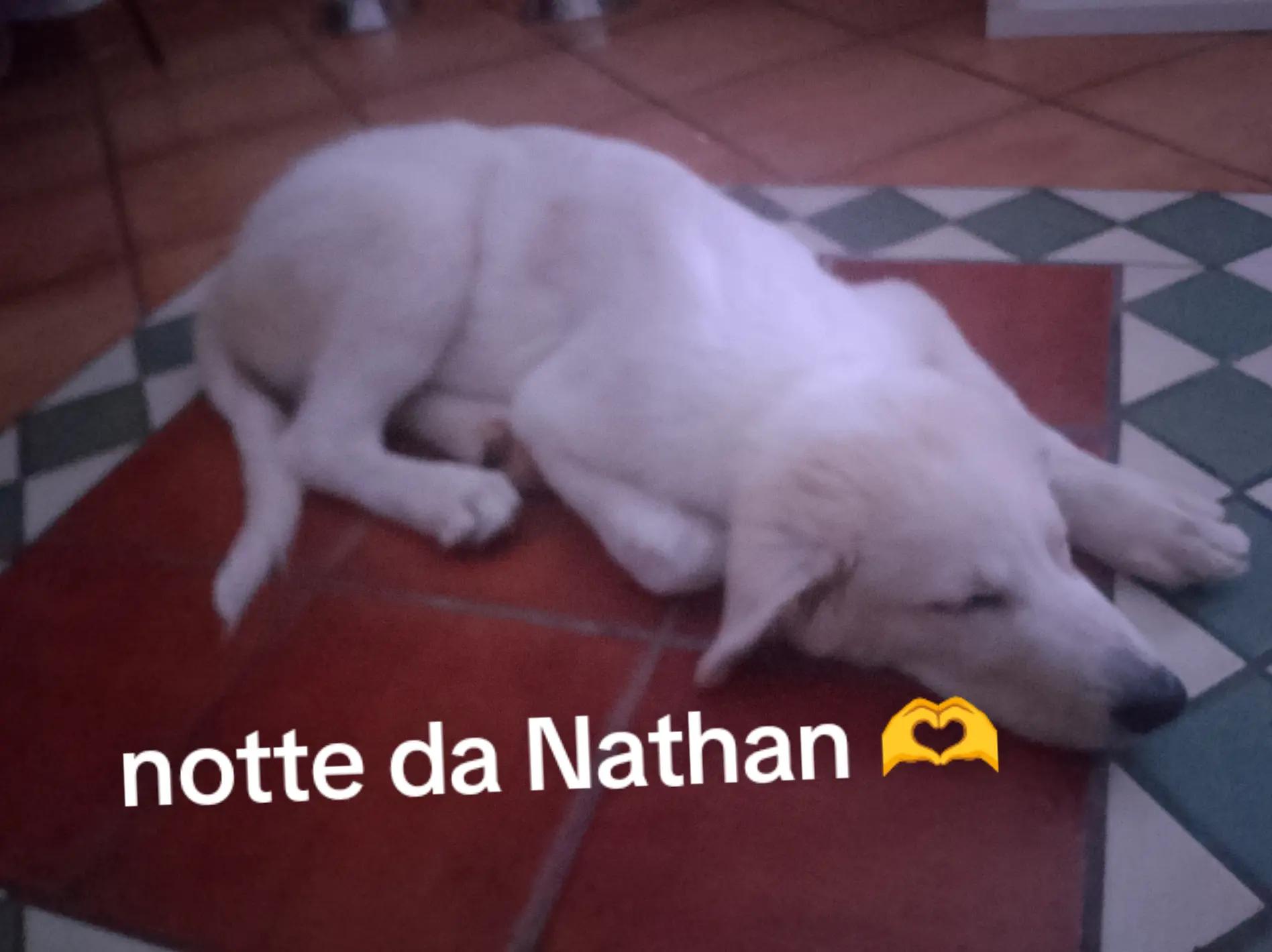 @lele