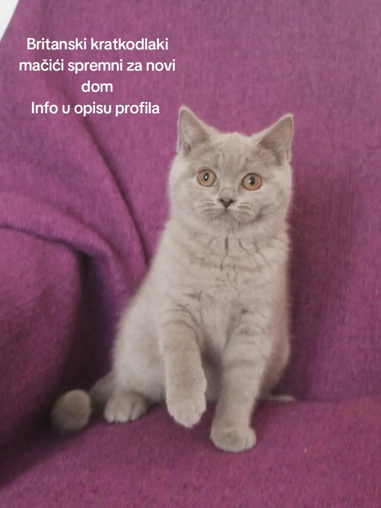@Britanska kratkodlaka mačka
