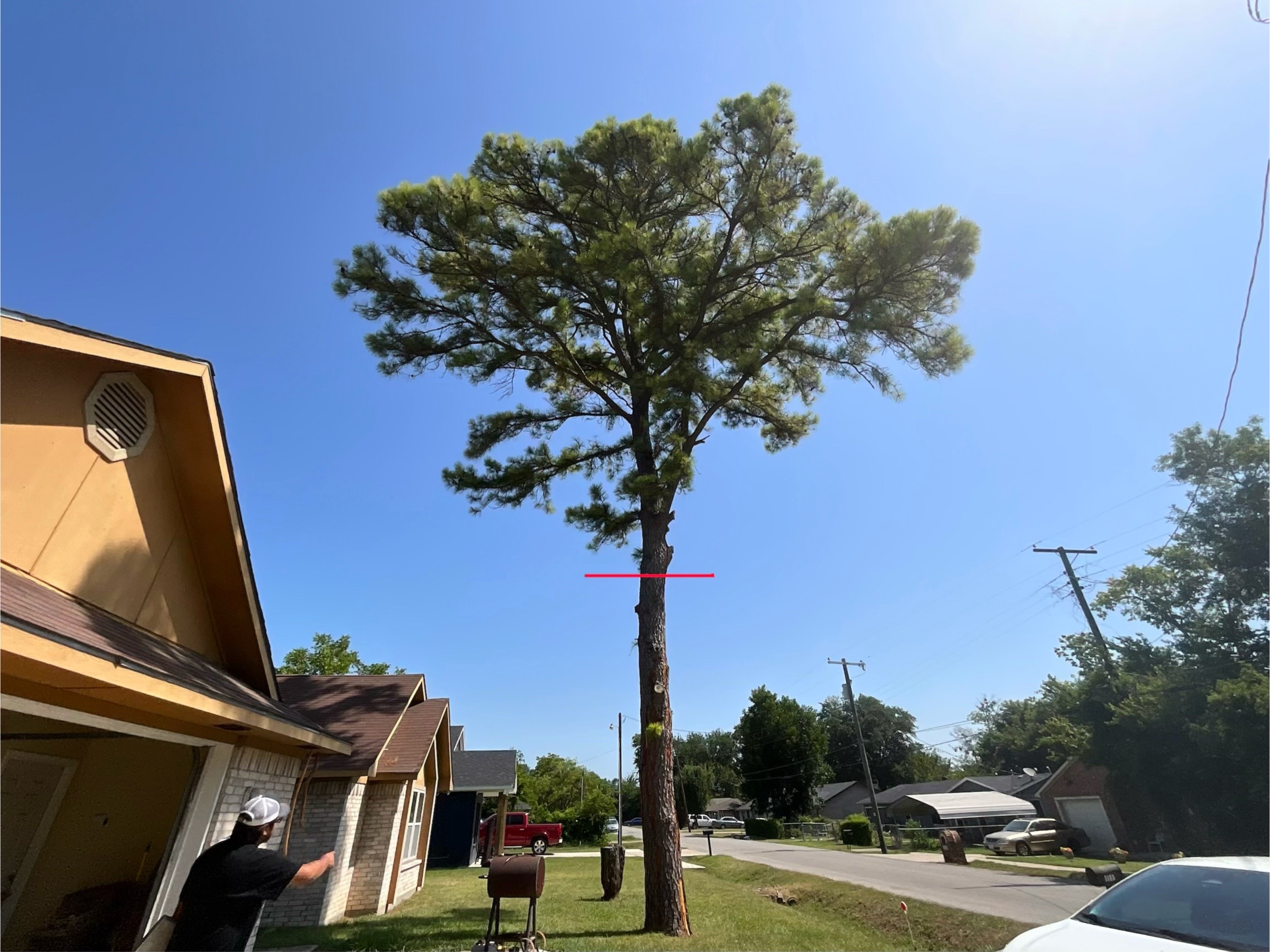 @Live Oak Tree Service