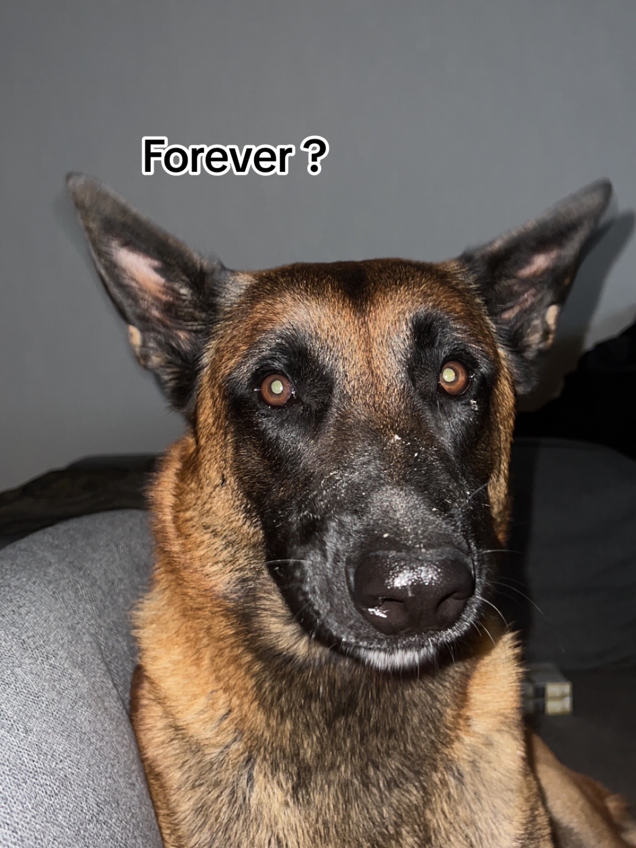 @Rios le malinois 🐕