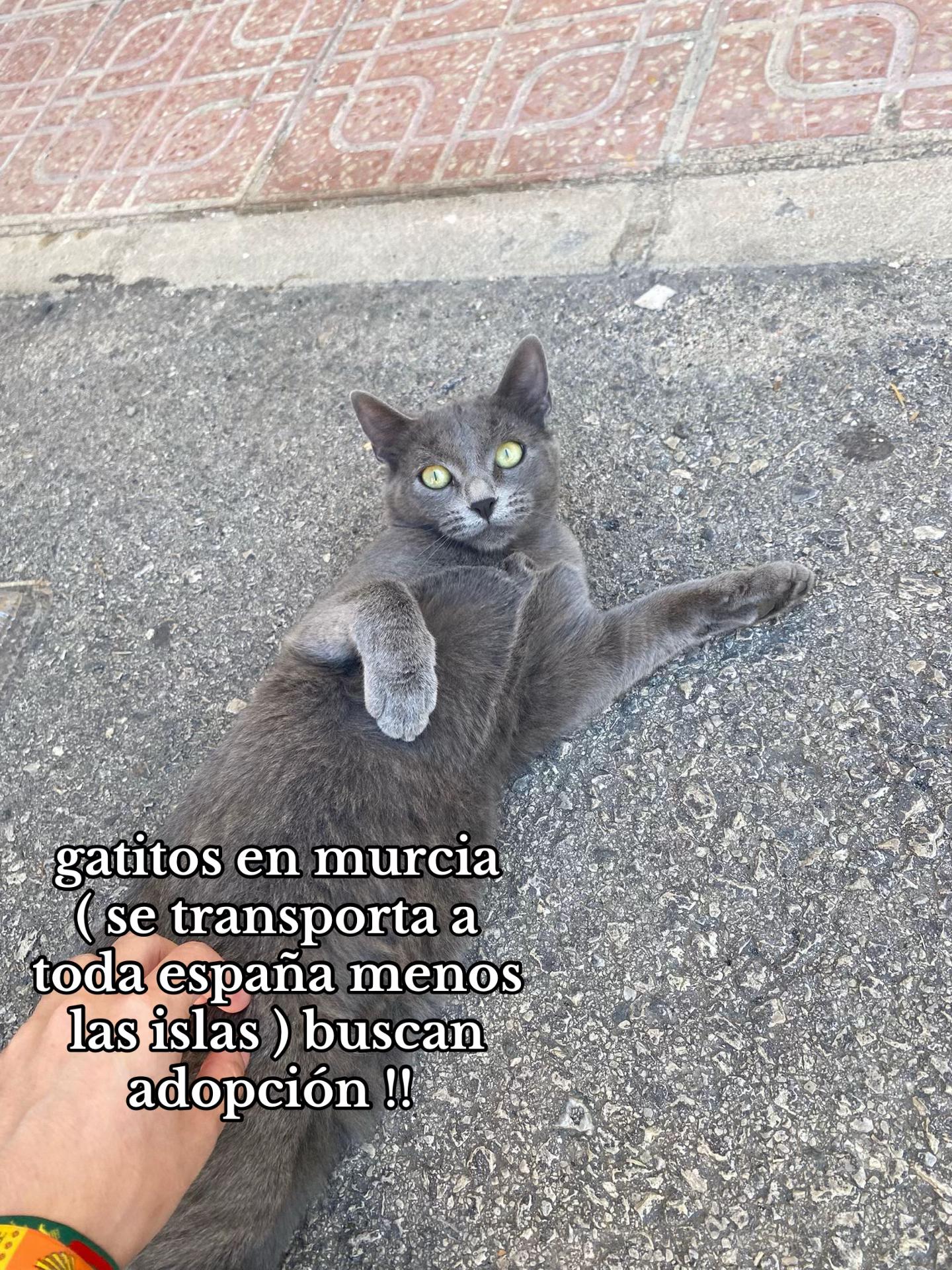 @huellitas por casa
