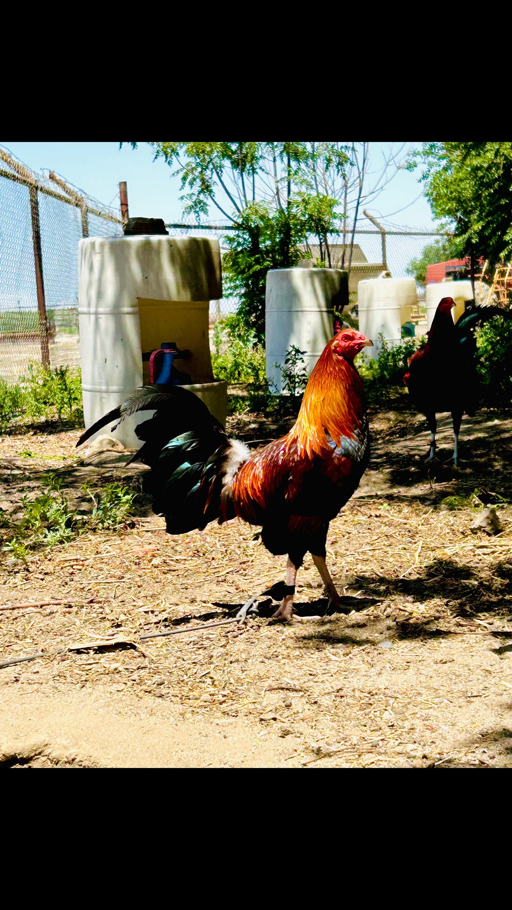 @Villarreal Farm
