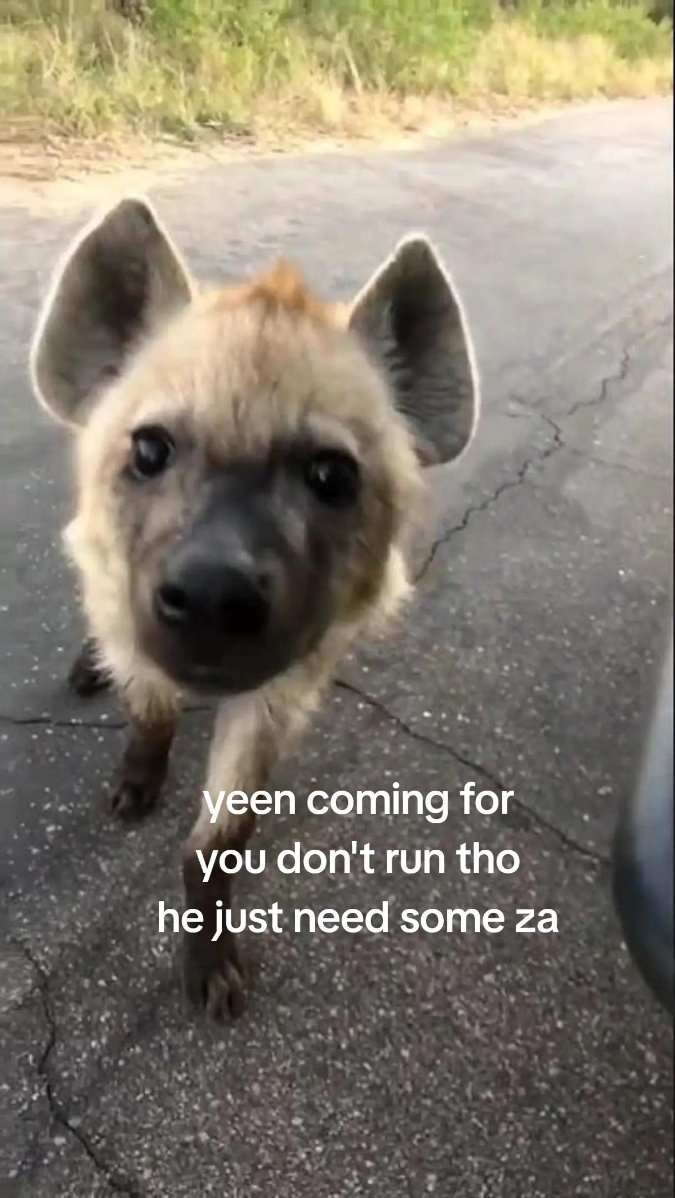 @AbrahamTheHyena✝️