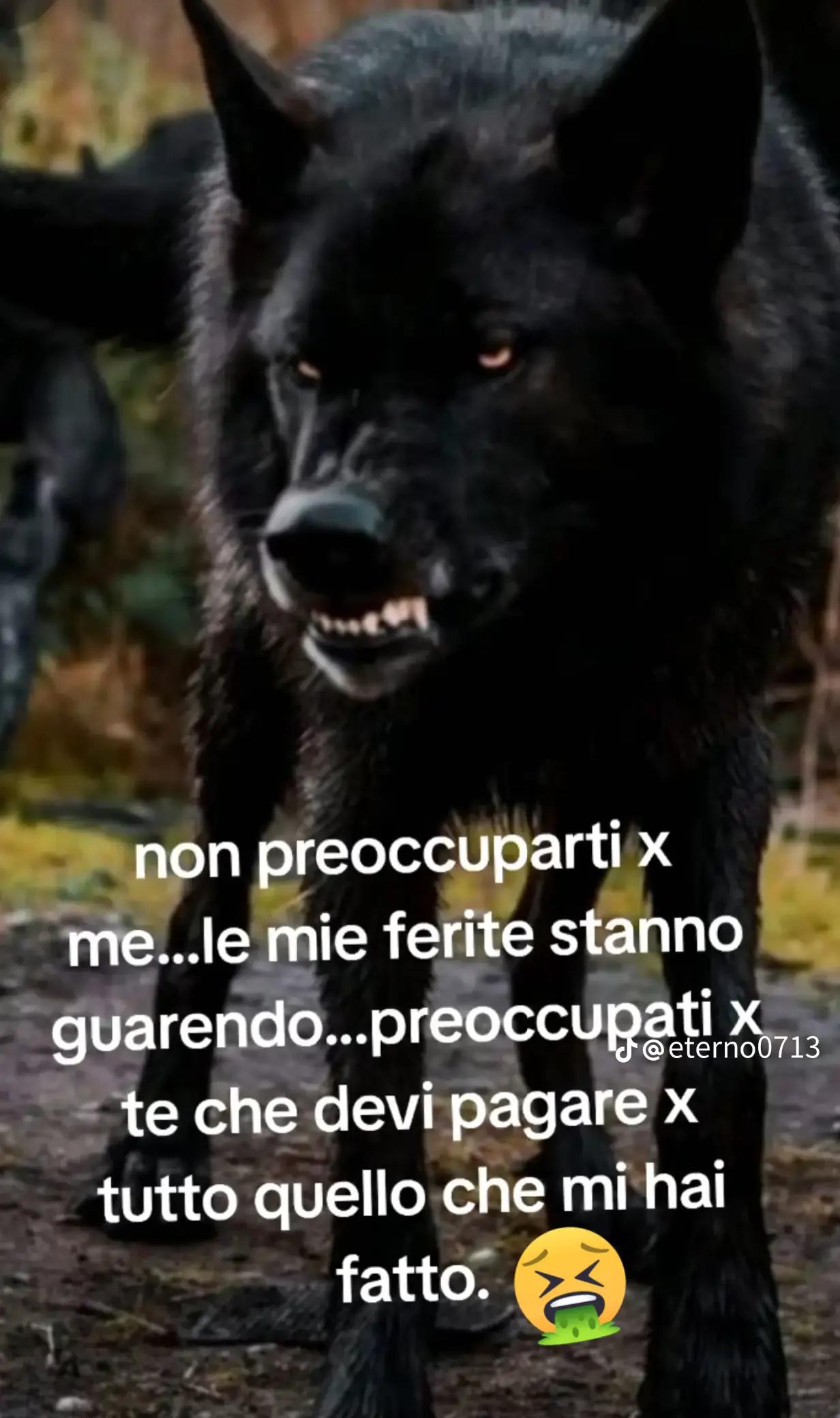 @il solitario