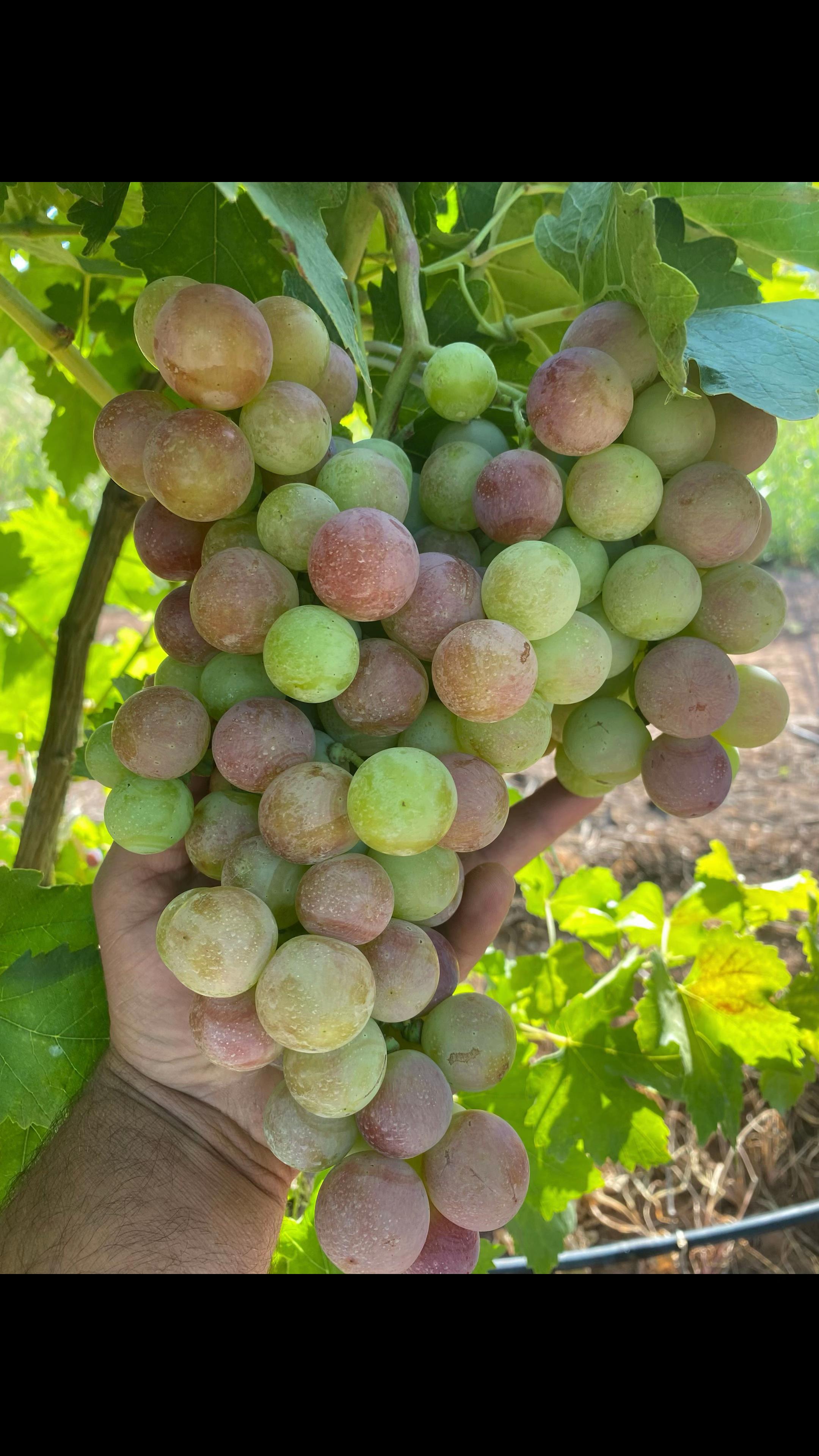 @Ramazan Kıvrak