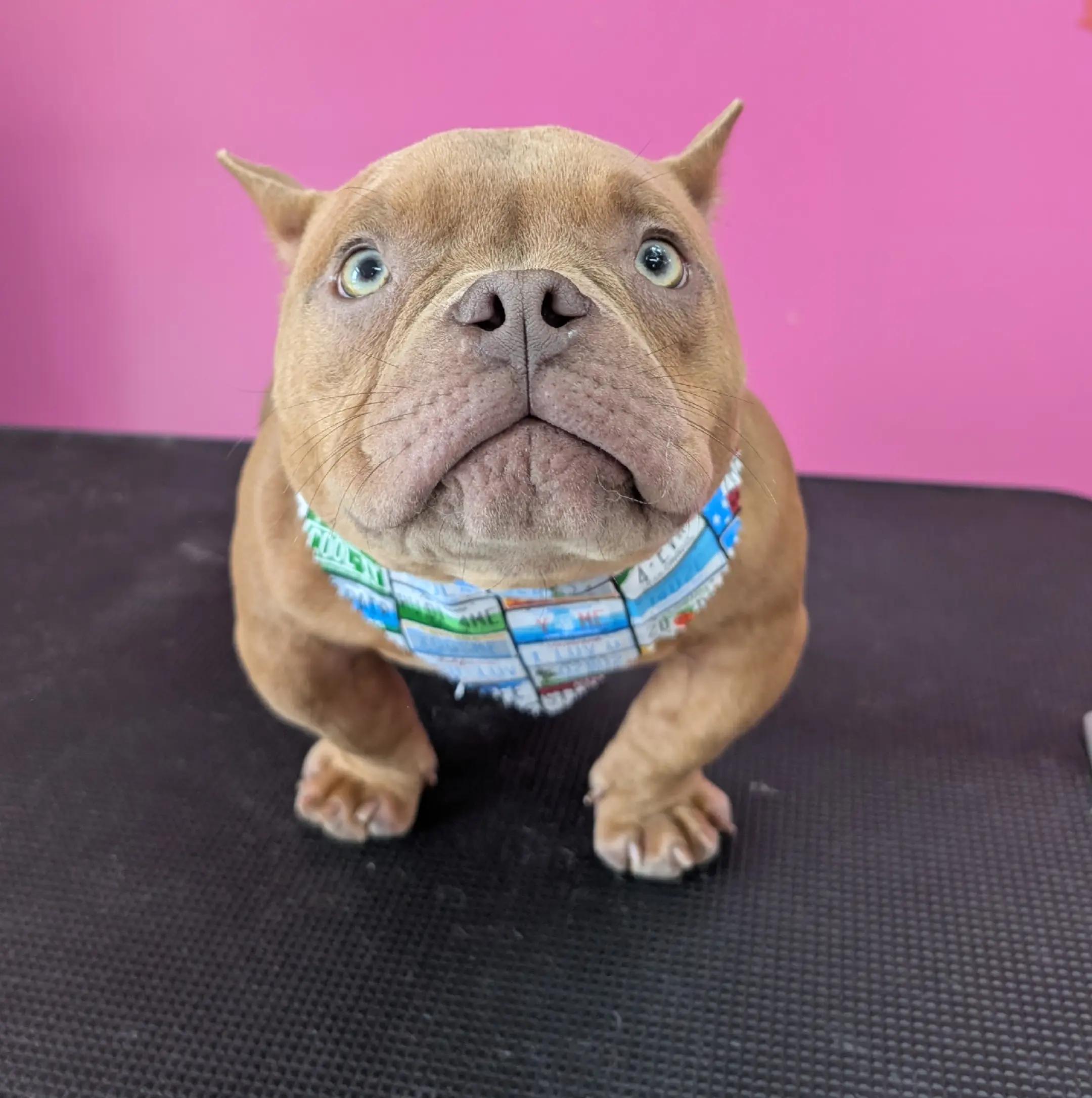 @bubulabapetgrooming
