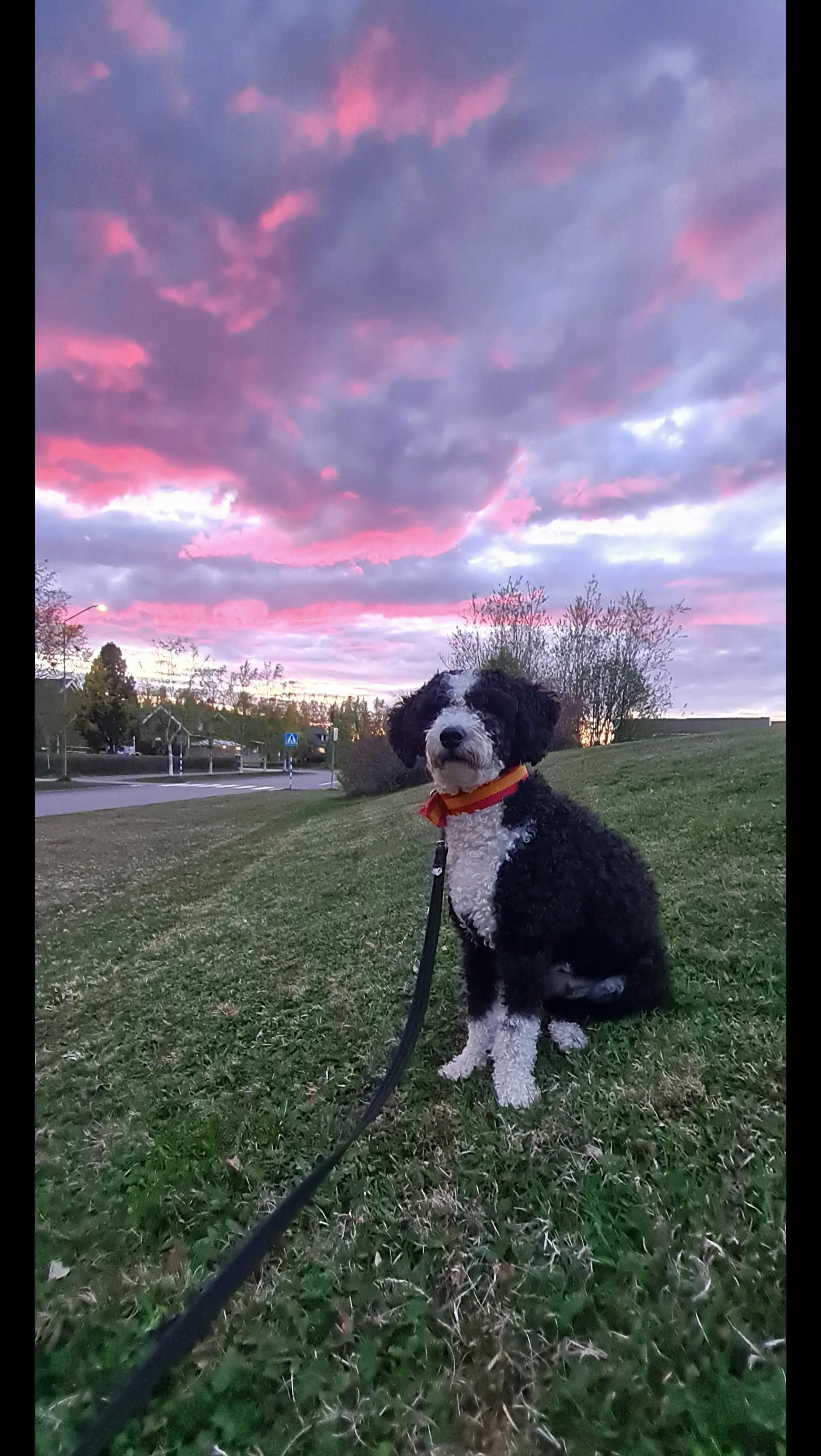 @🐾✨️mhdogs✨️🐾🇸🇪