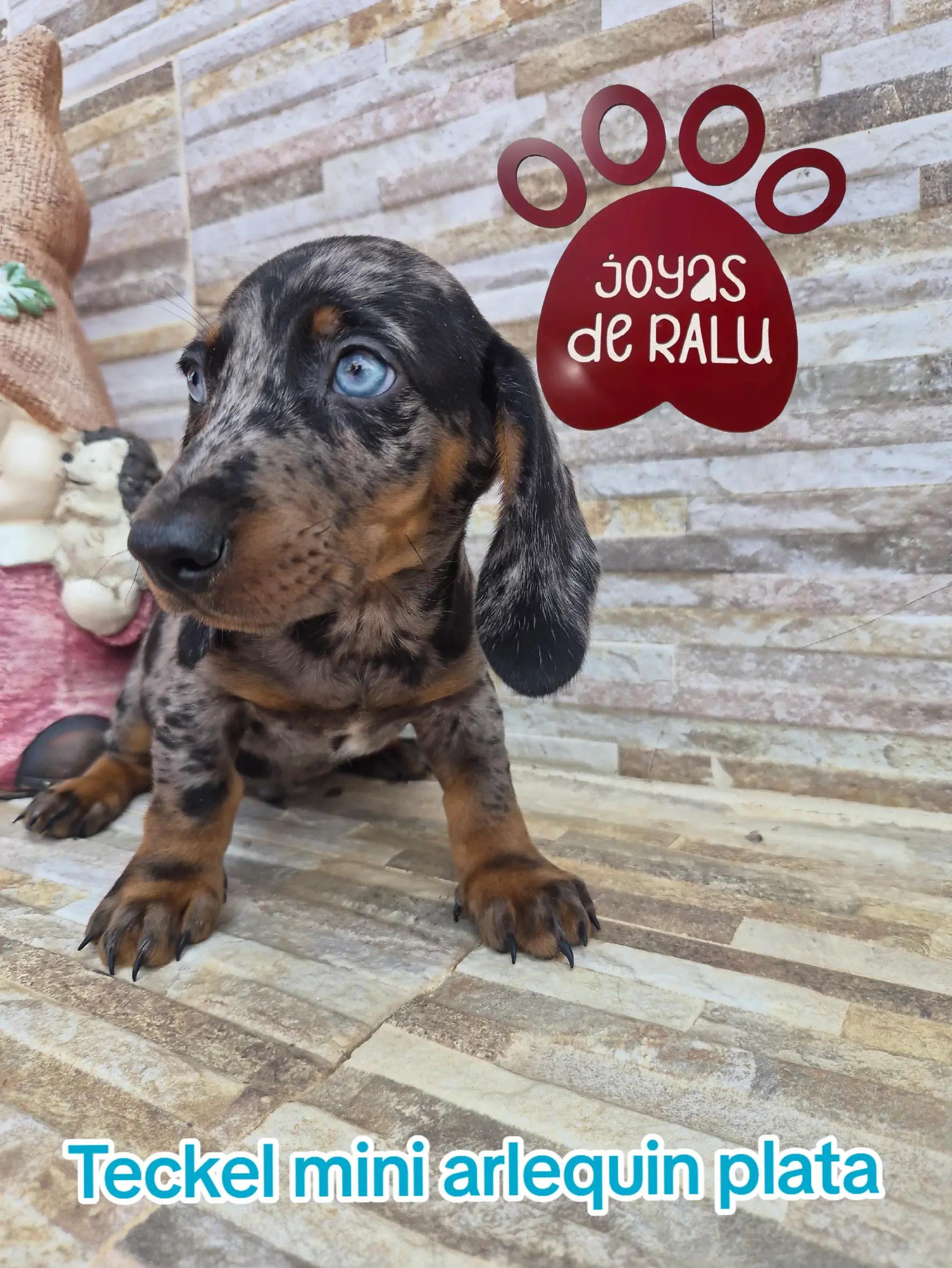 @joyas de ralu