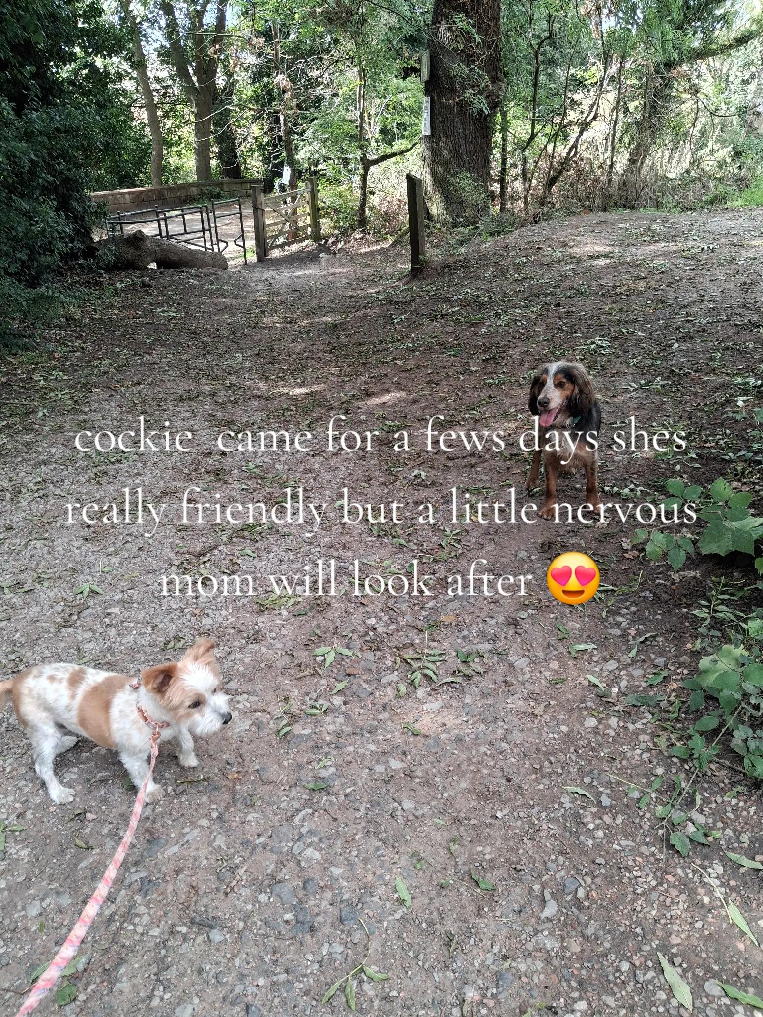 @Donna  Frankie Boy & Dolly