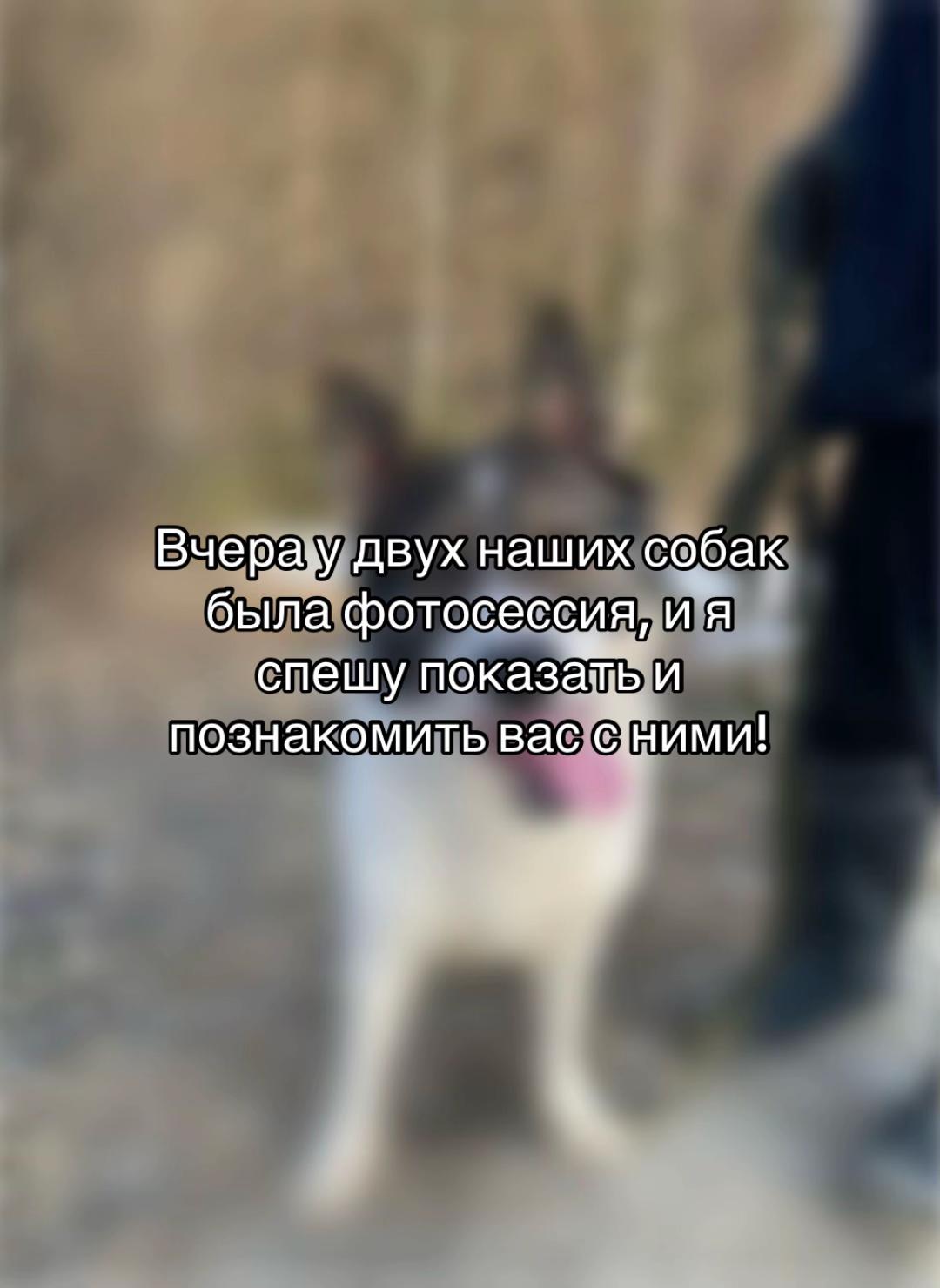 @Ульяна о собаках
