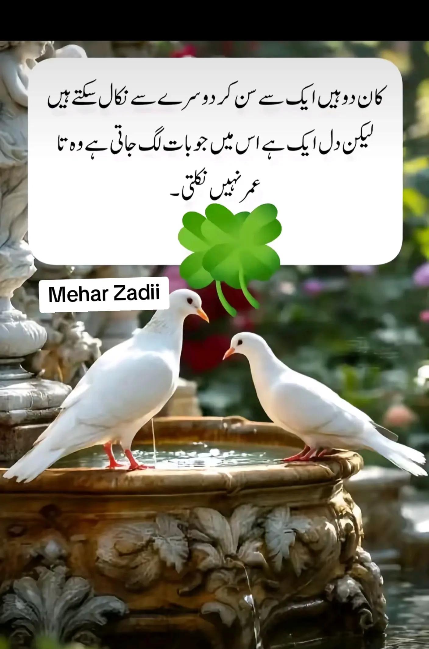 @Mehar Zadi 🖇️🤞🏻
