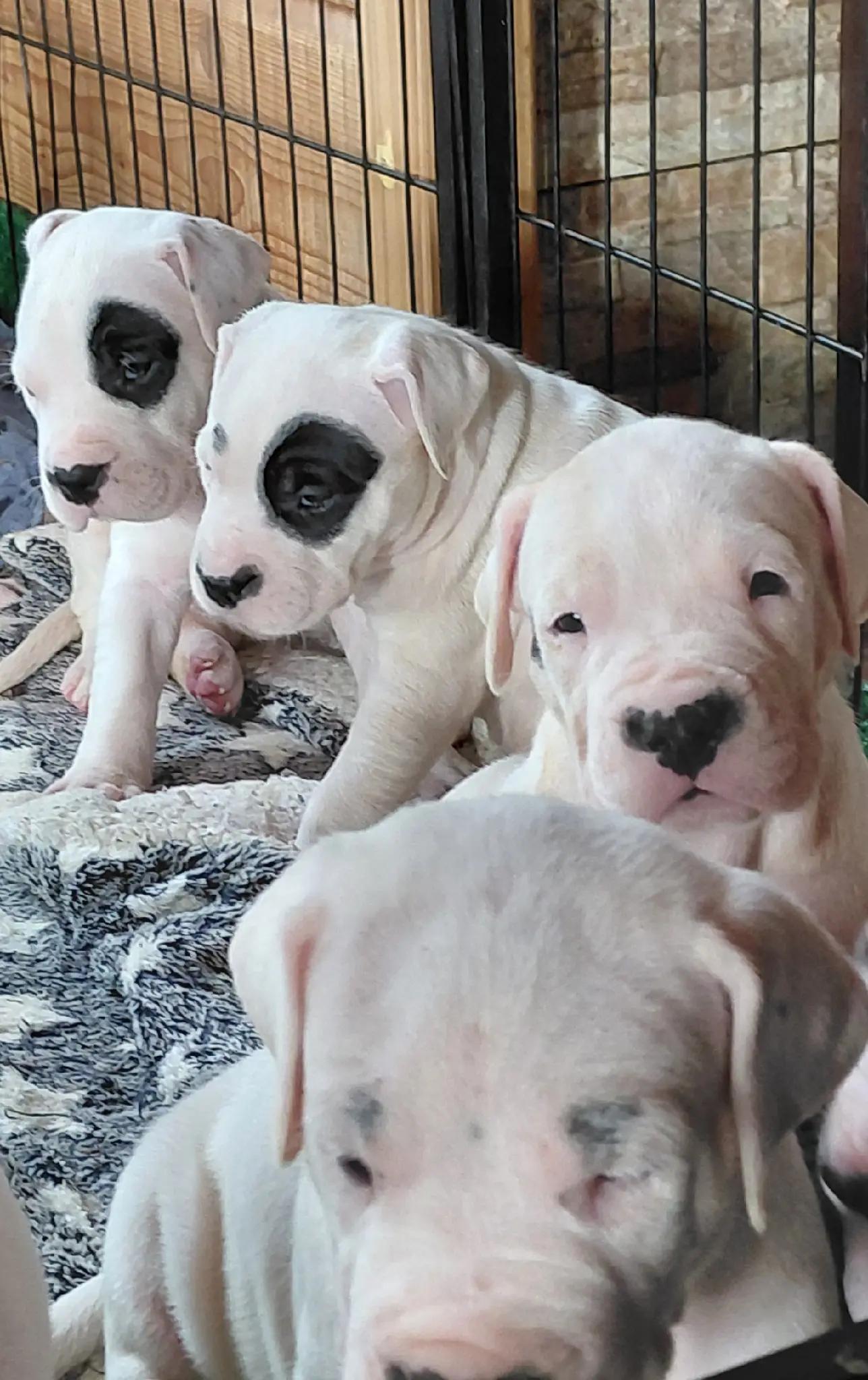 @Viola Trojan Dogo Argentino