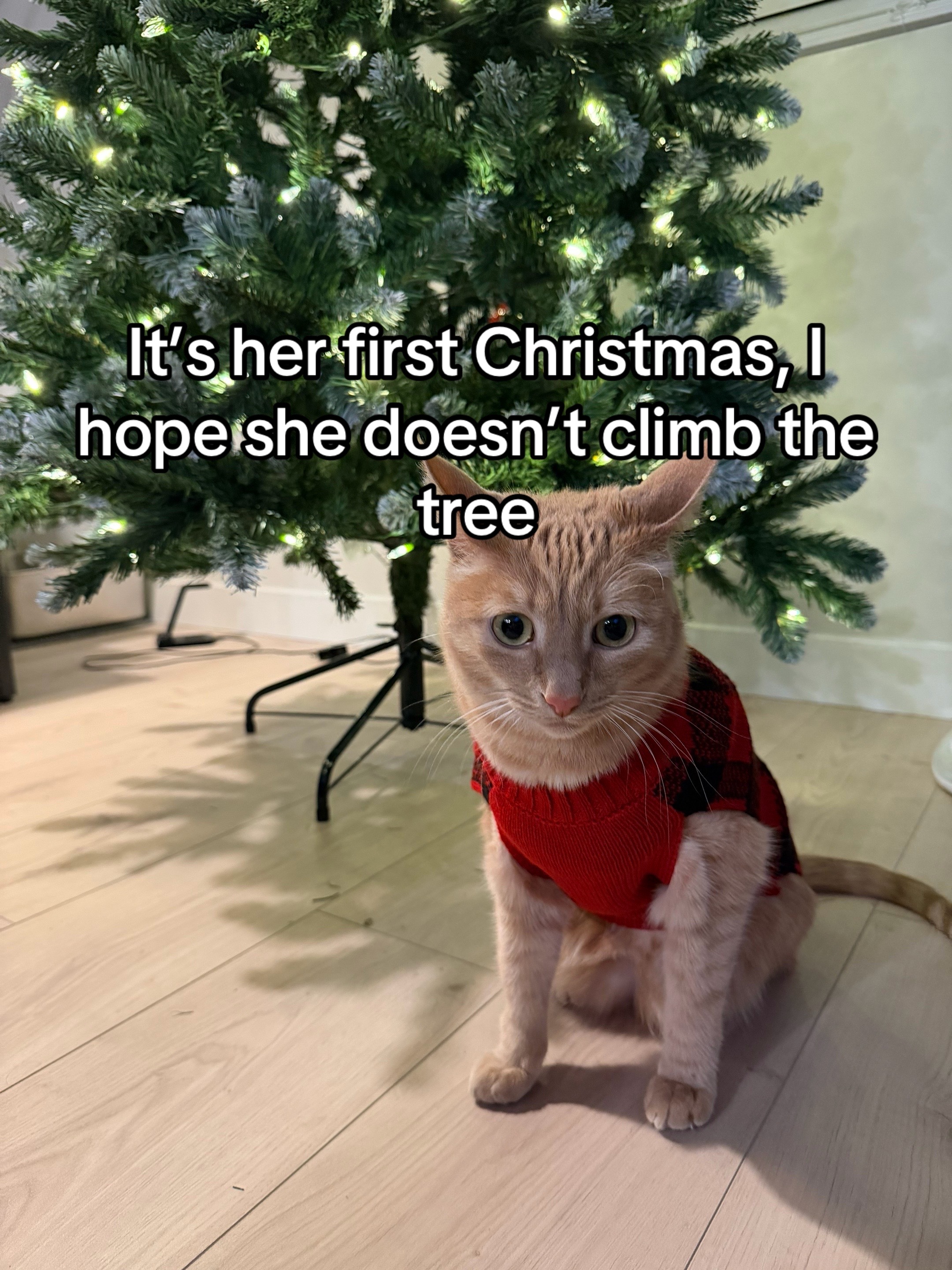 @honeythecat