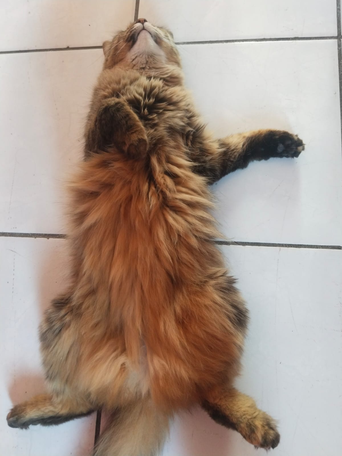 @negrita y peluche