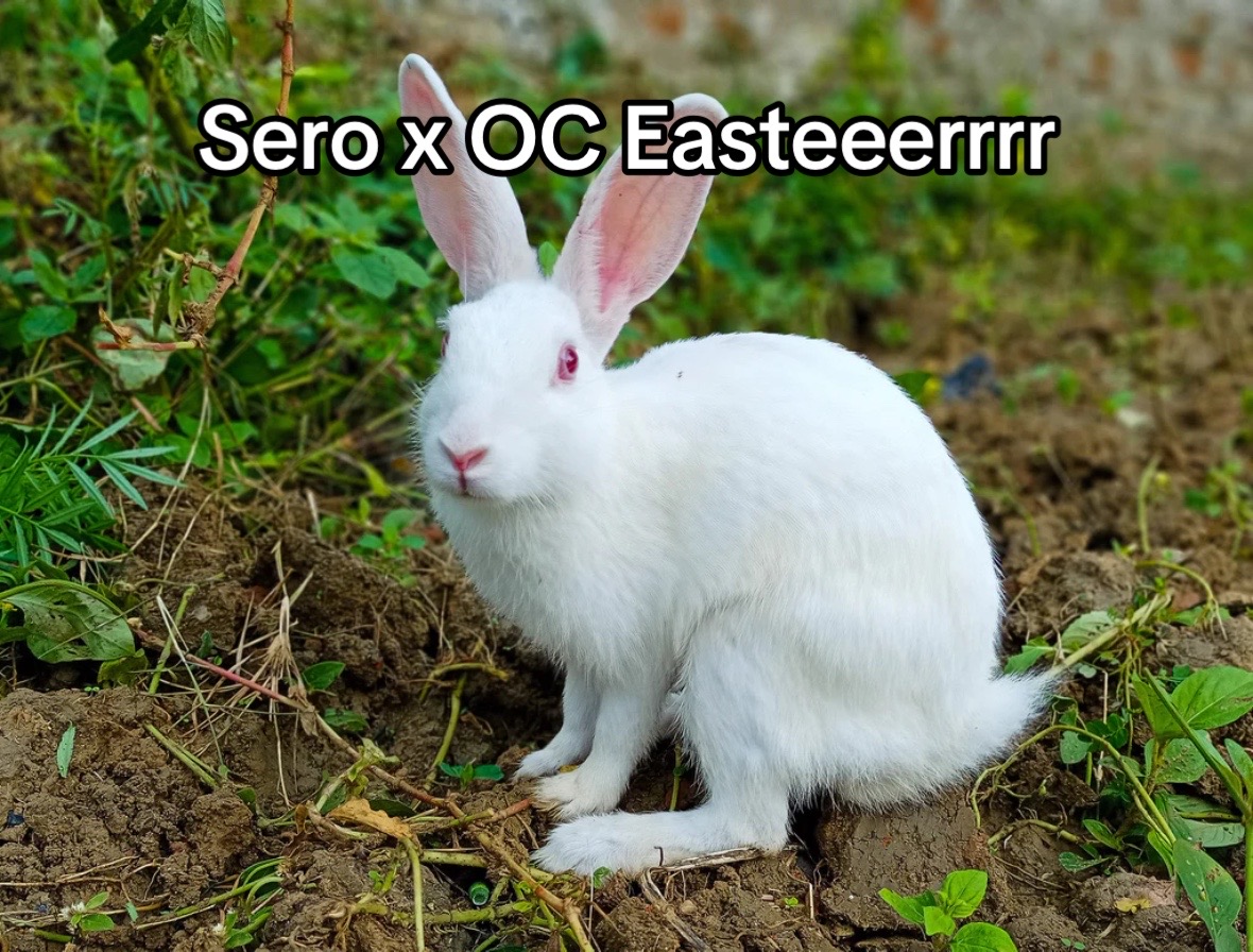 @Echo
