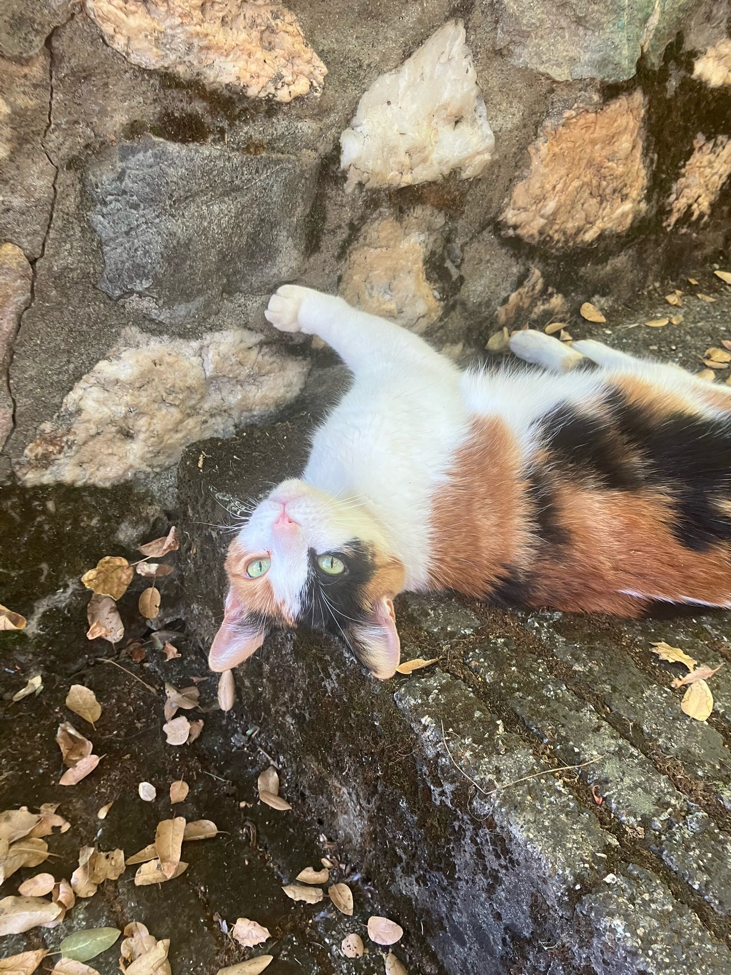 @sweetiethecalicocat