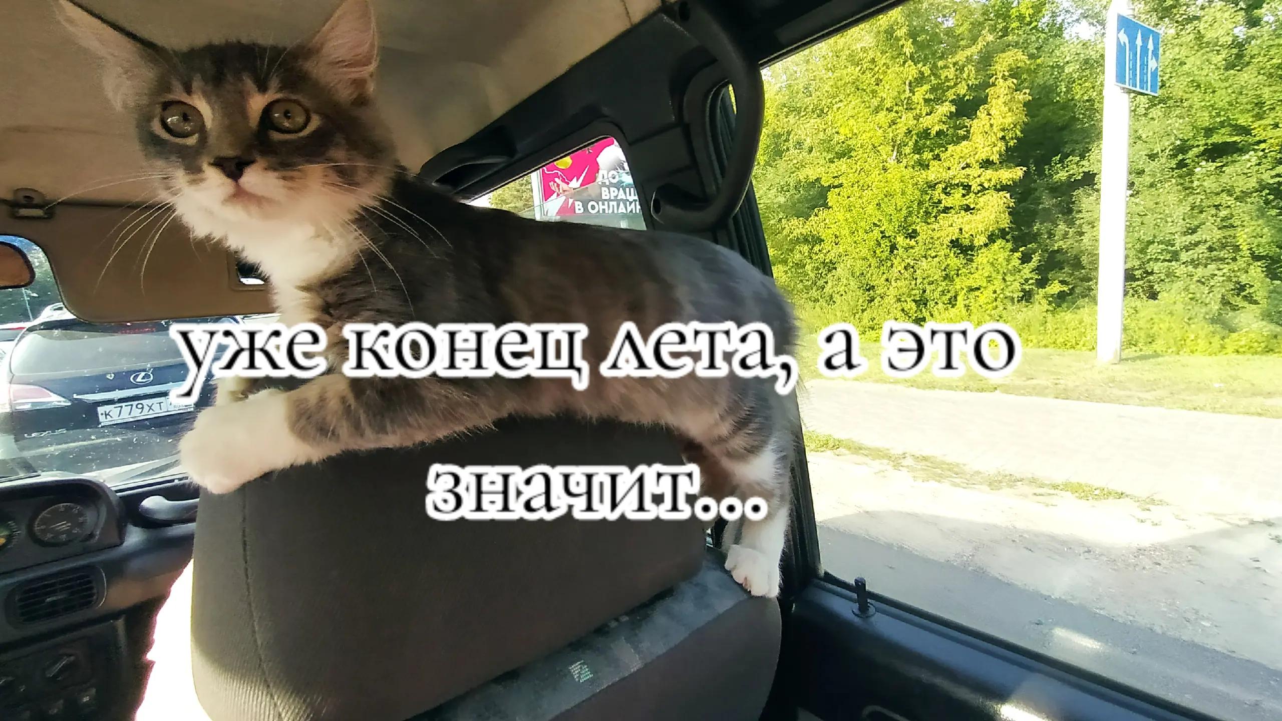 @🪽_Crazy_Cherry_🪽