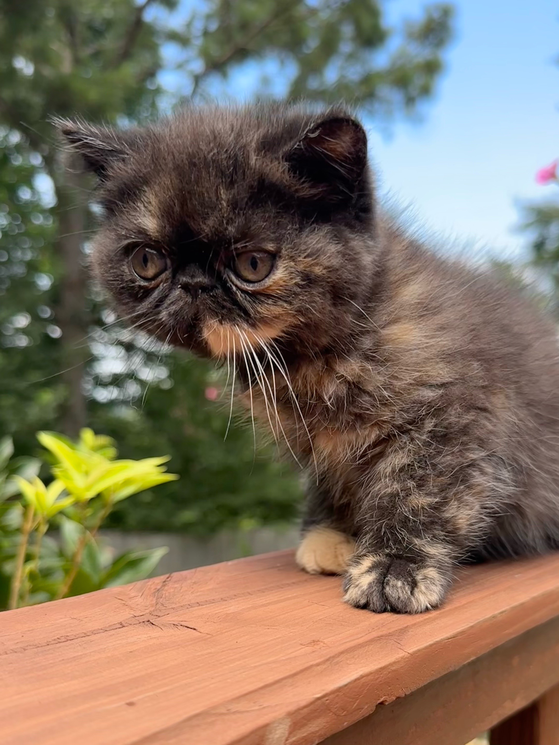 @KittyAmourCattery
