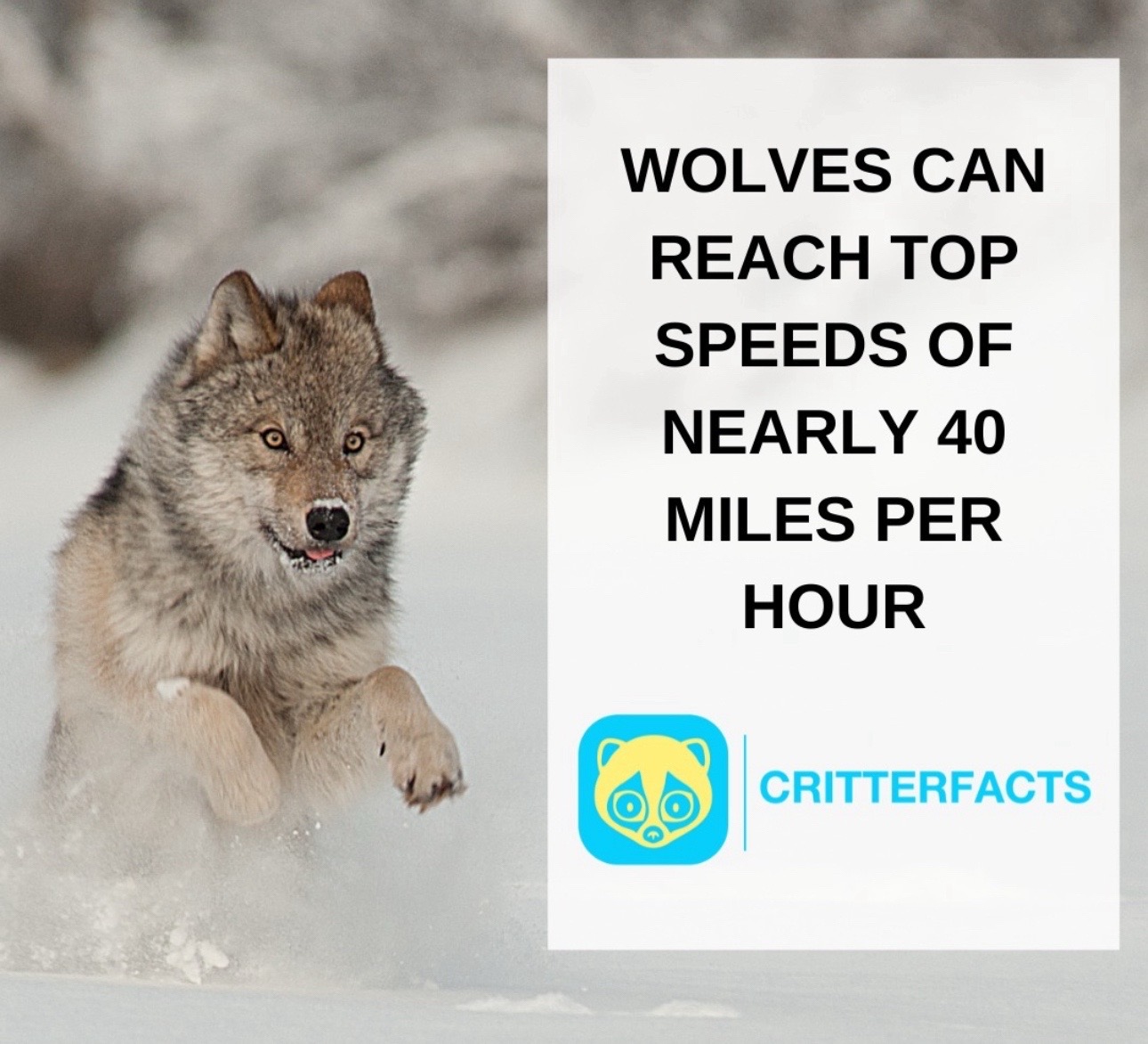 @CritterFacts