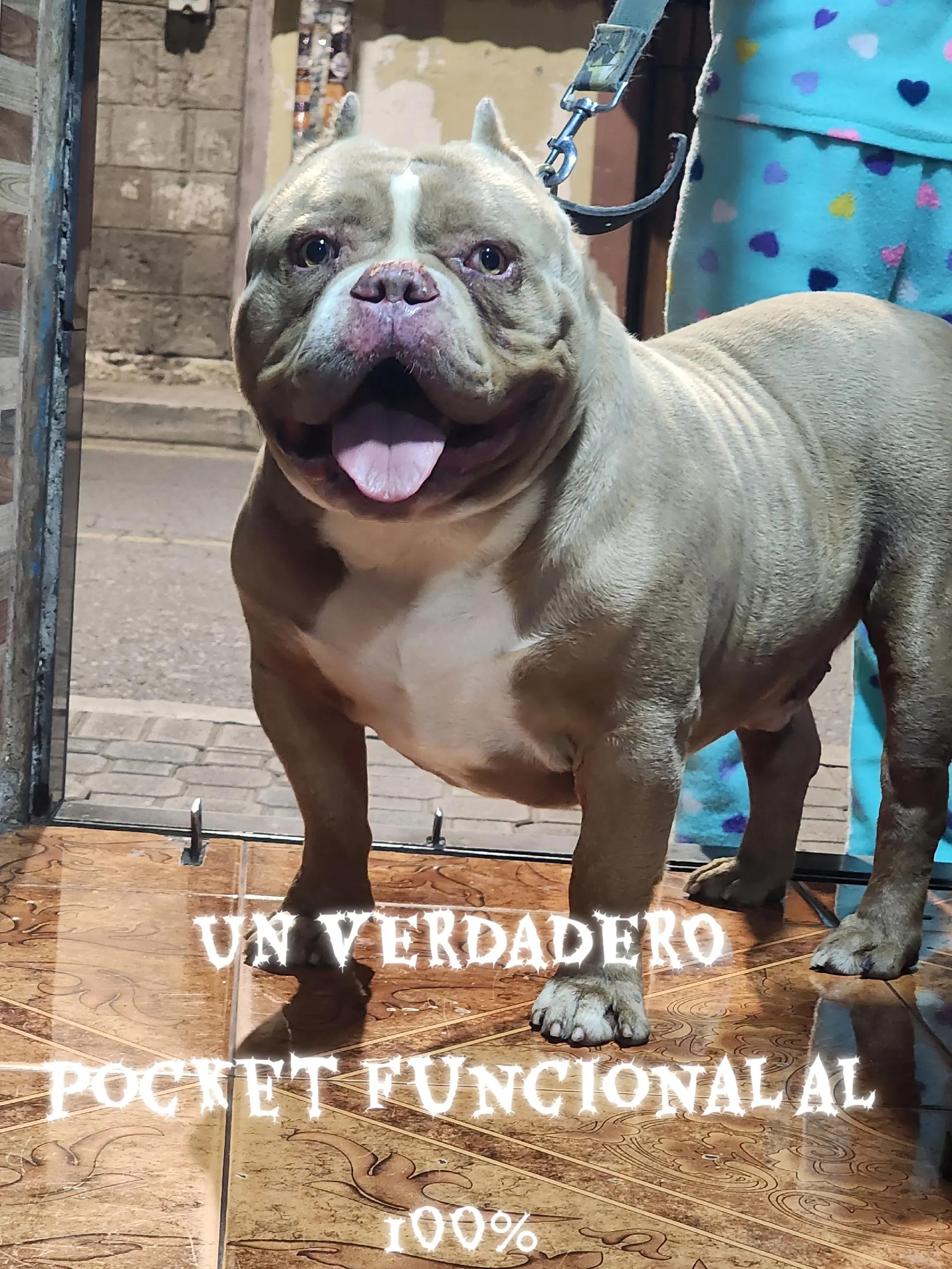 @Kratos kennel