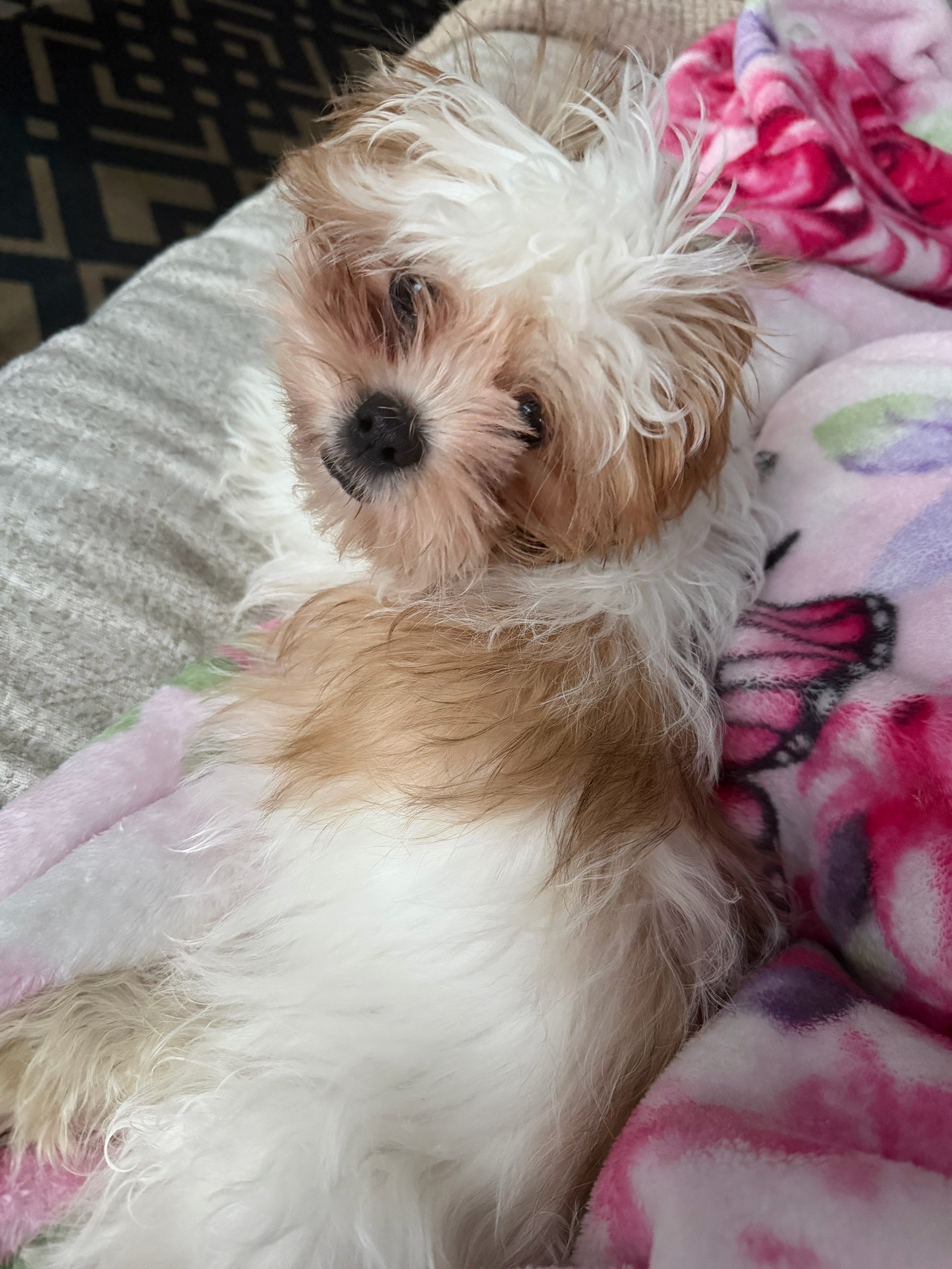 @Crisp&iacute;n_y_mia_shihtzu_puppies.
