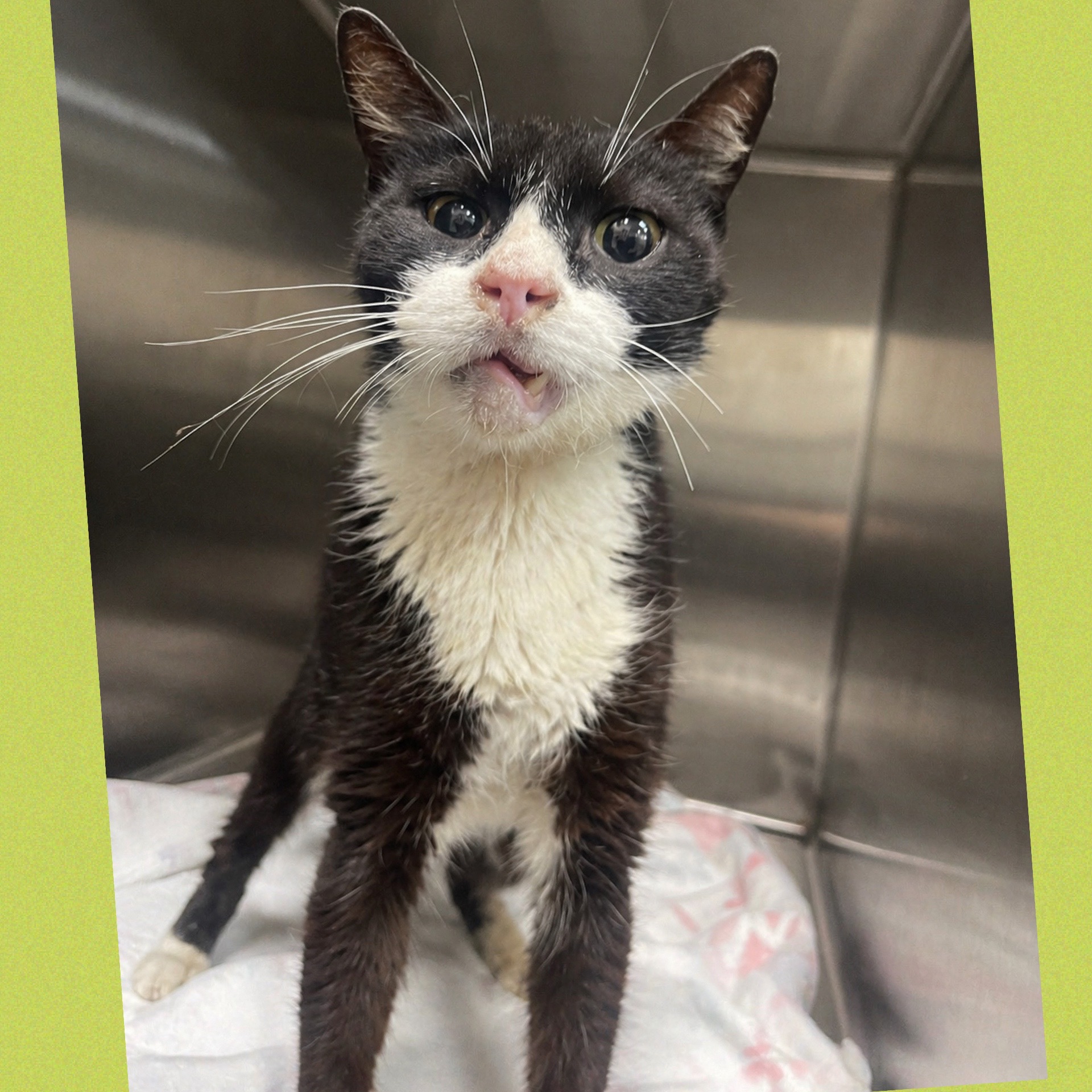@The Cattery