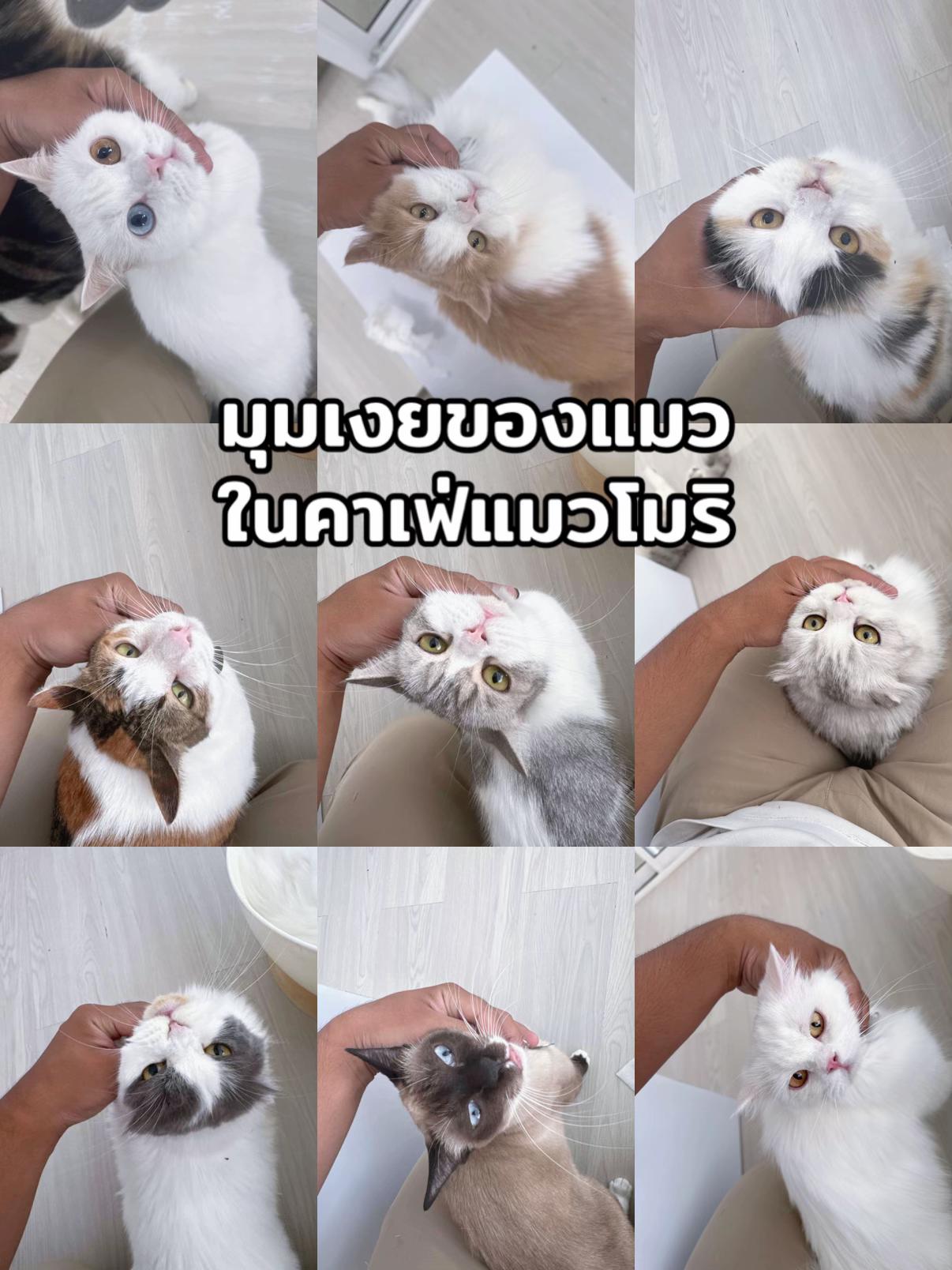@คาเฟ่แมวโมริ Mori cat cafe'