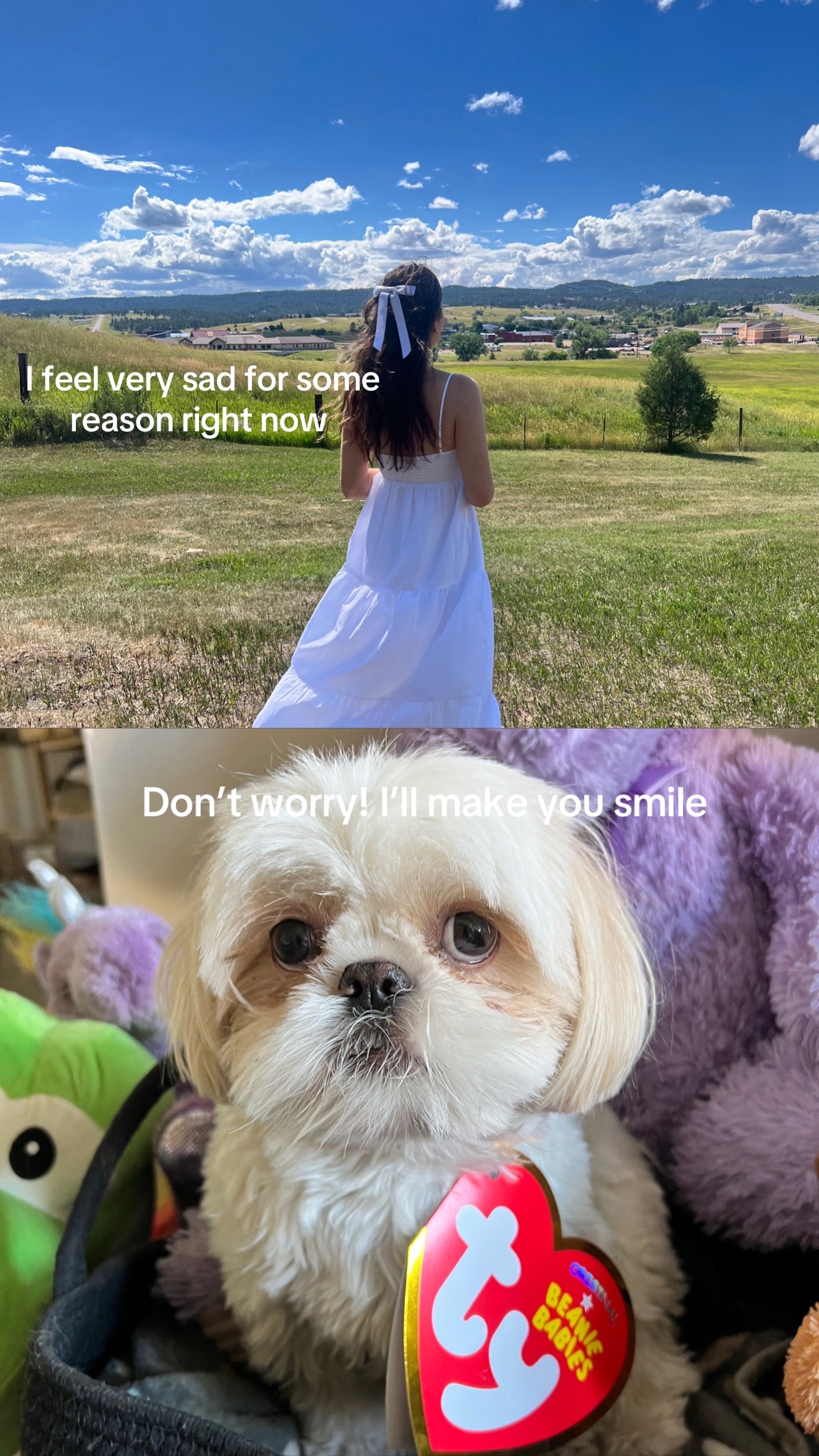 @Hugh the Shih Tzu