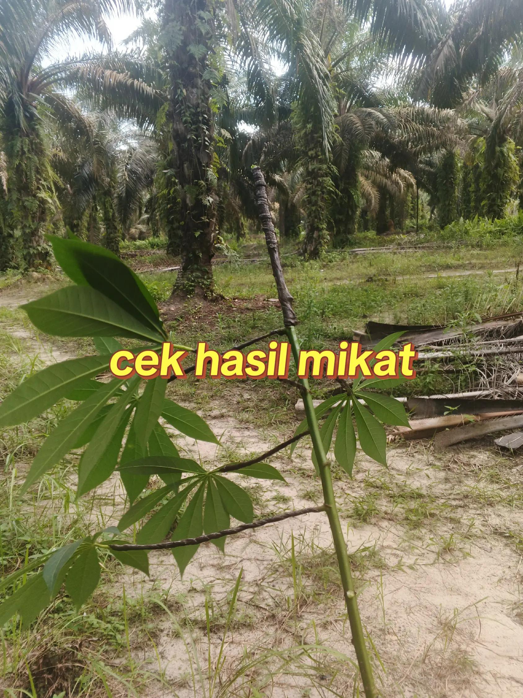 @Waleeee