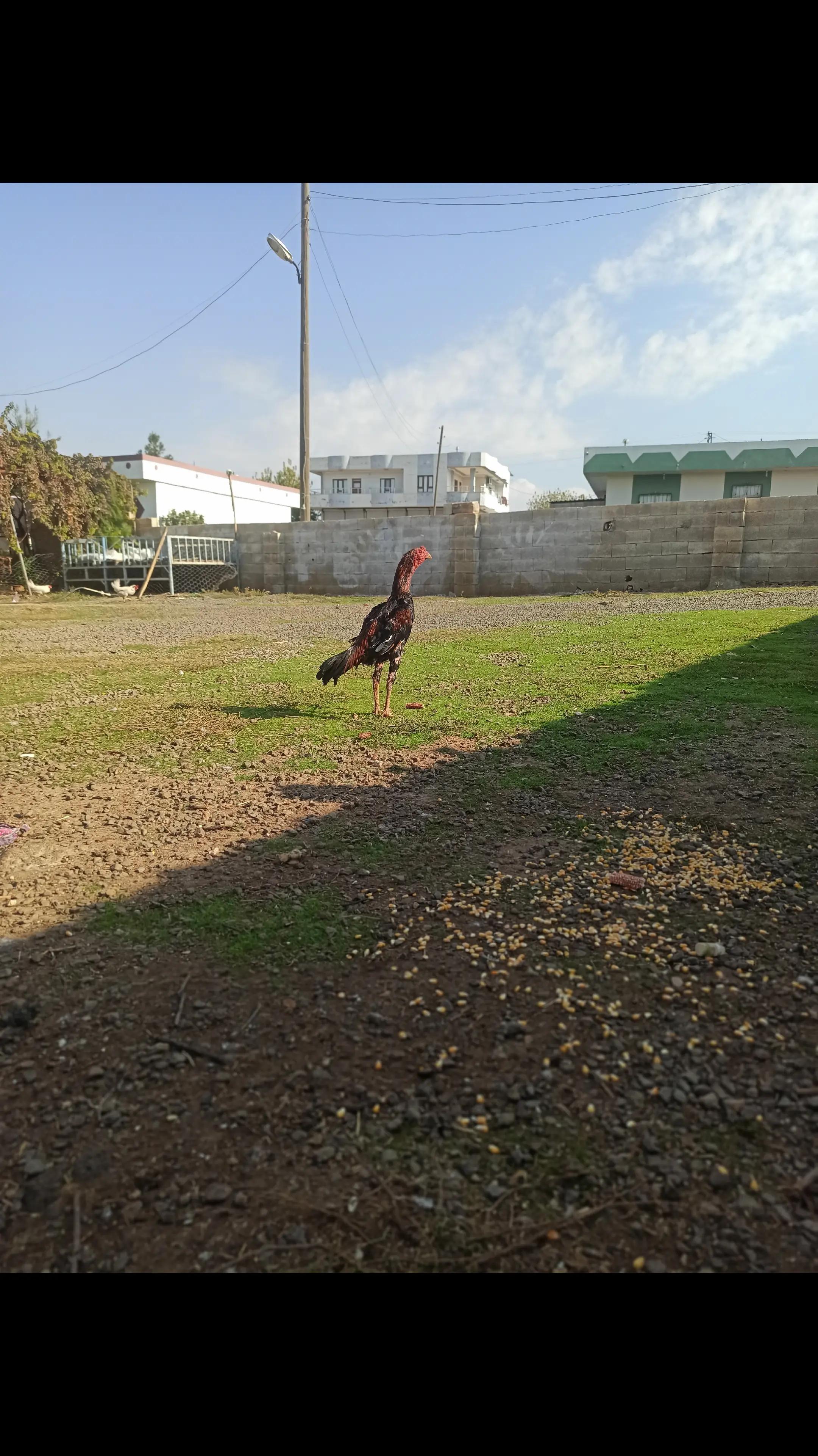 @selo