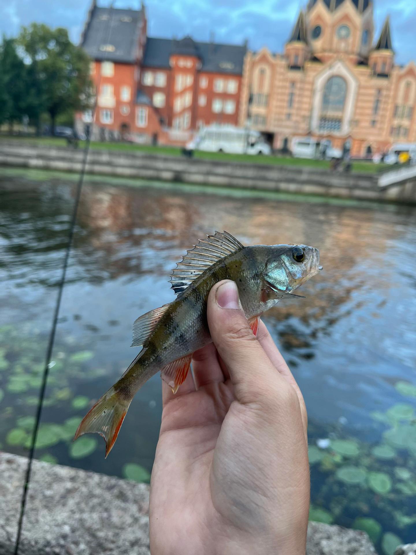 @Evro39🎣