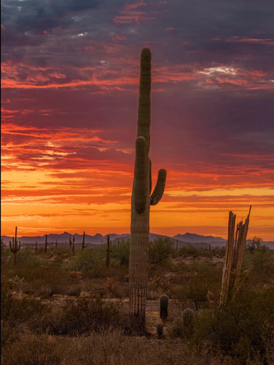@☀️🌵Arizona 🌵 ☀️