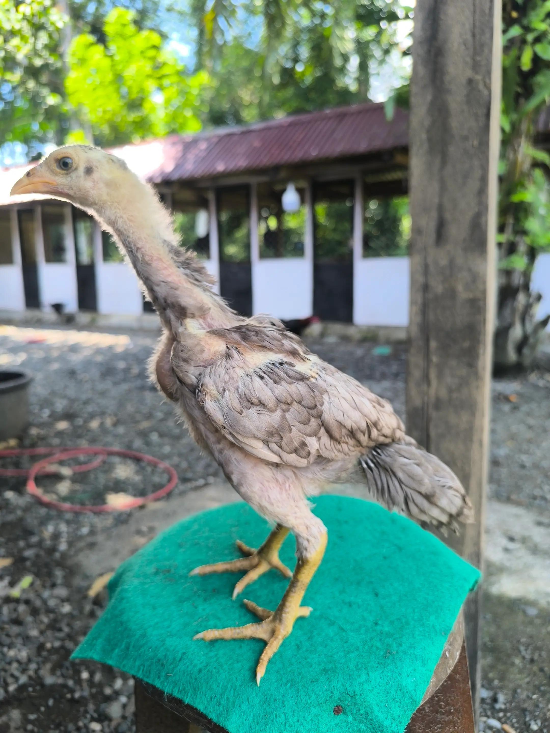 @TUAH FARM ACEH