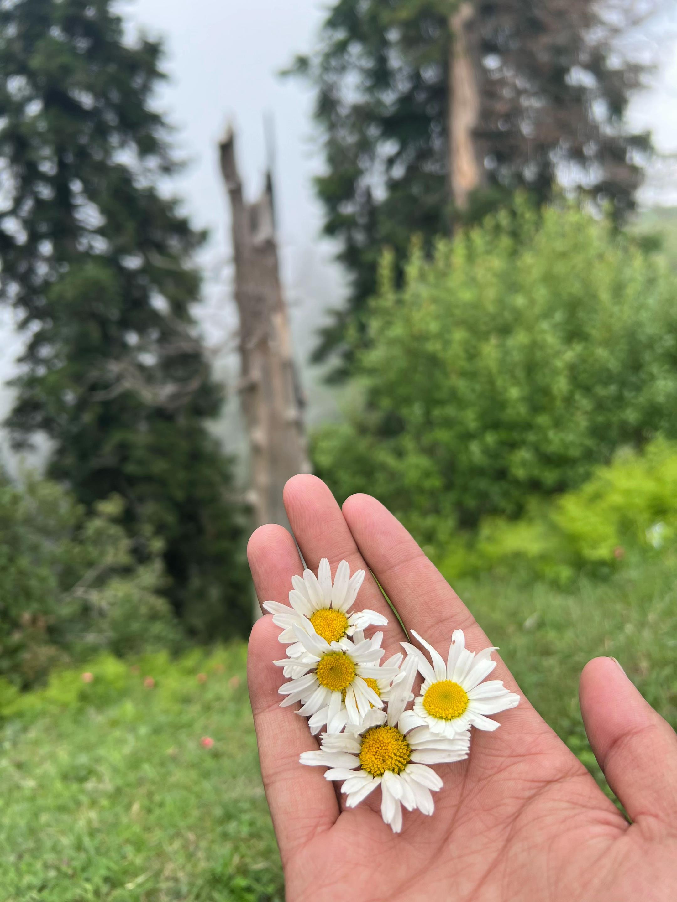 @️کہوٹ 🌸✨